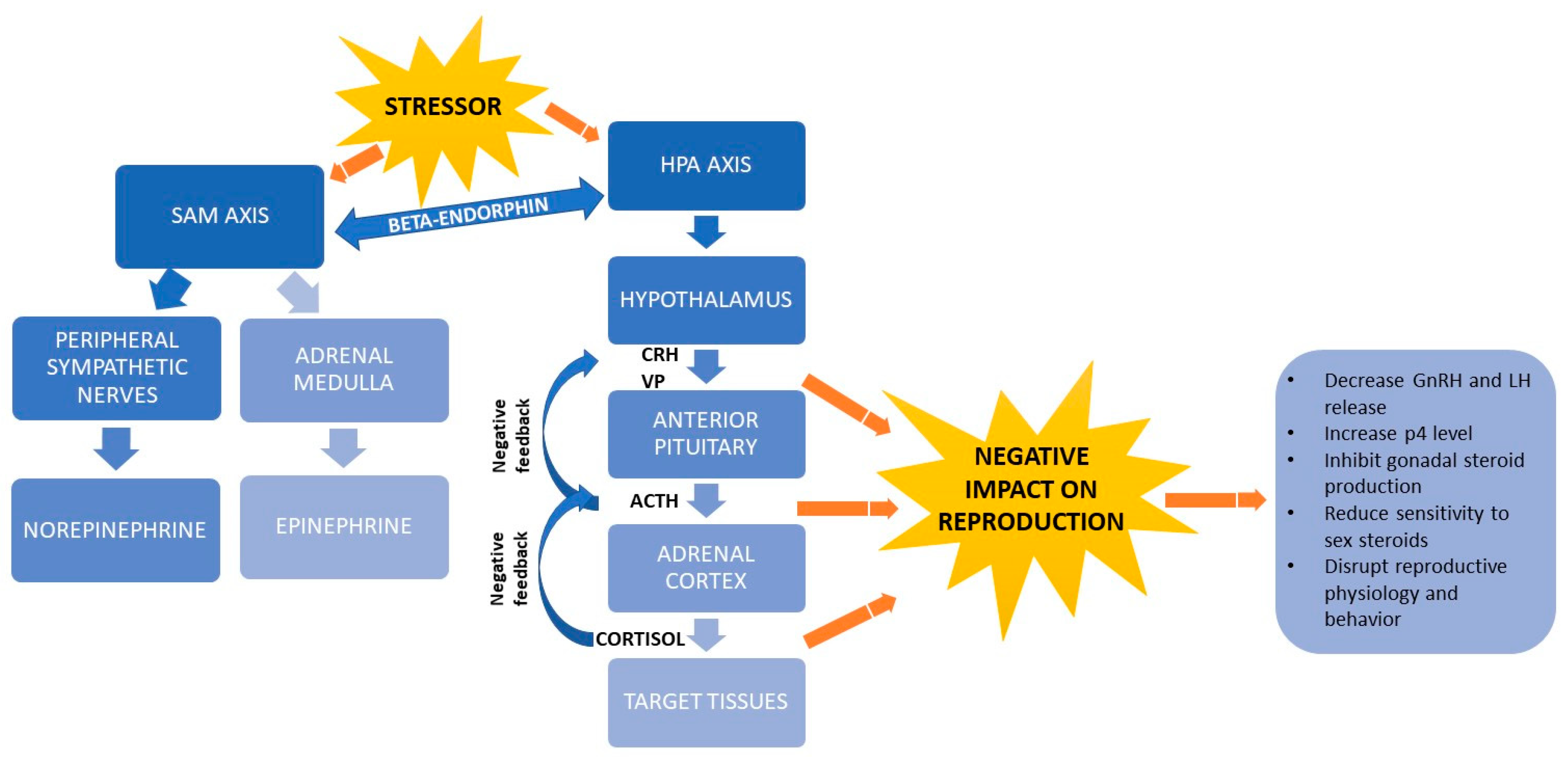 Animals | Free Full-Text | The Effect of Stress on Reproduction and Reproductive Technologies in Beef Cattle—A Review Animals | Free Full-Text | The Effect of Stress on Reproduction and Reproductive Technologies in Beef Cattle—A Review