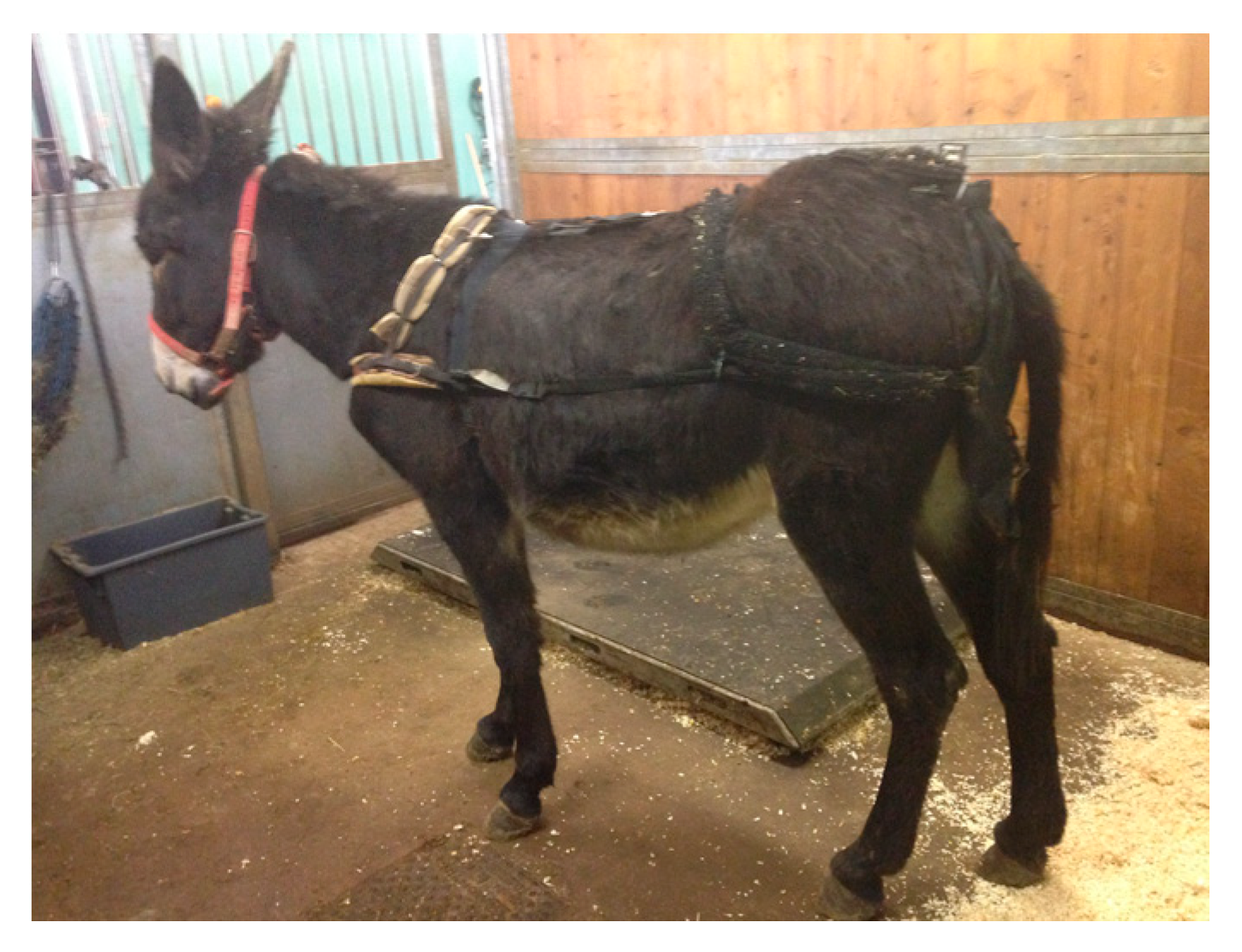 Animals Free FullText Comparison of In Vivo and In Vitro