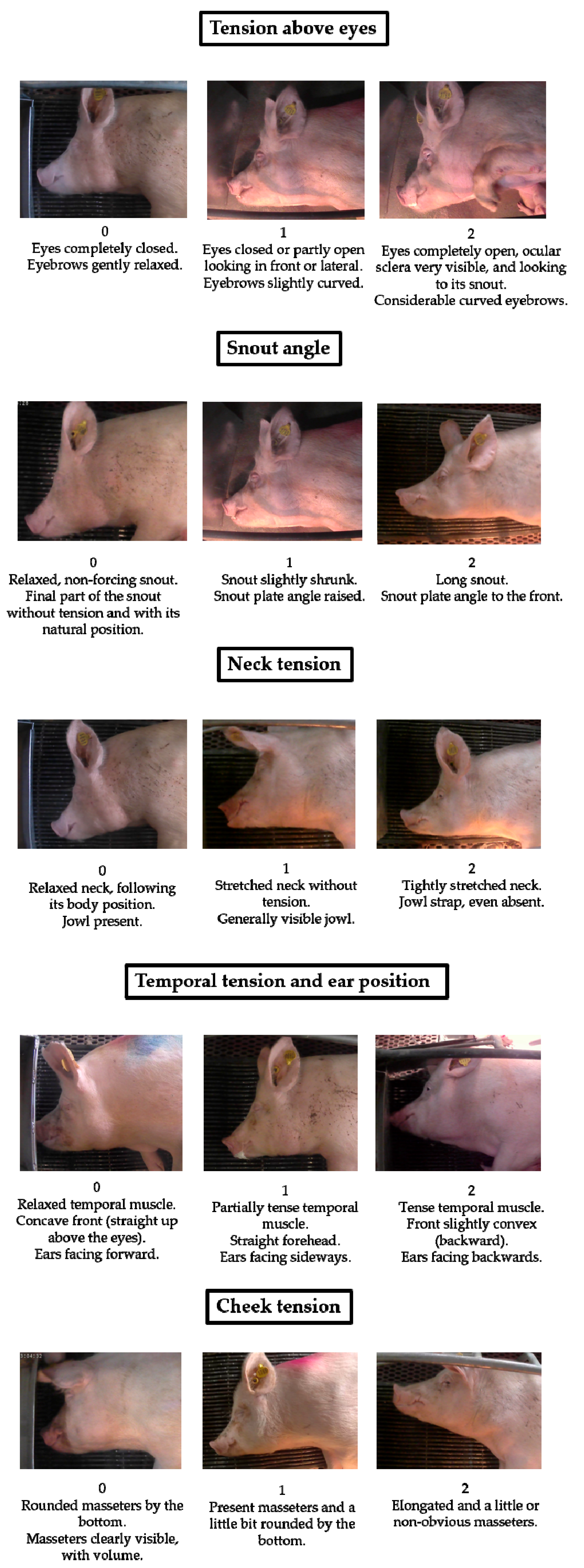 Animals 10 02113 g001