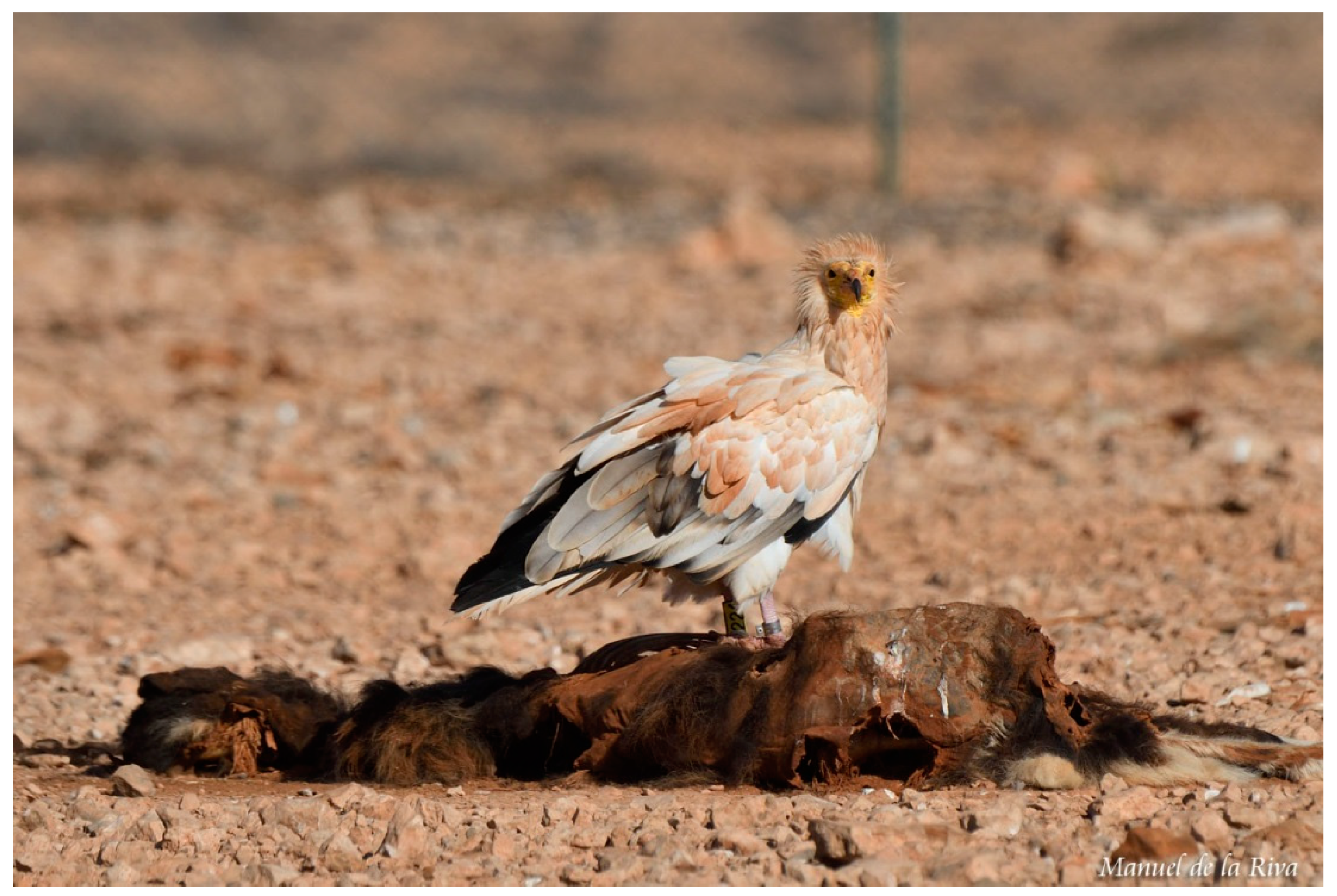 Animals 10 02127 g001 Animals 10 02127 g001