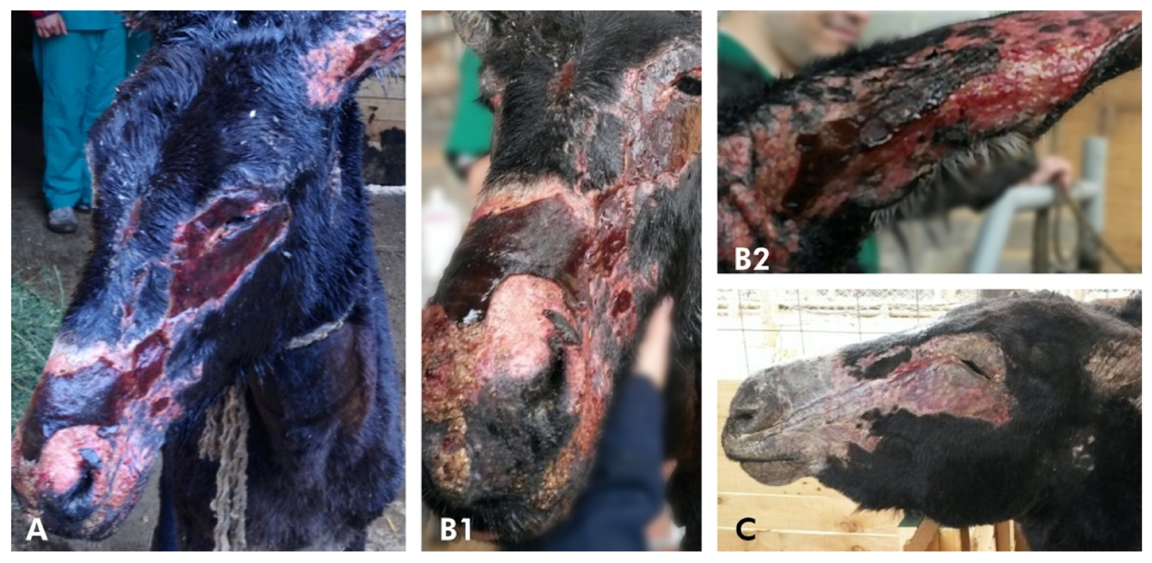 Animals 10 02131 g003 Animals 10 02131 g003