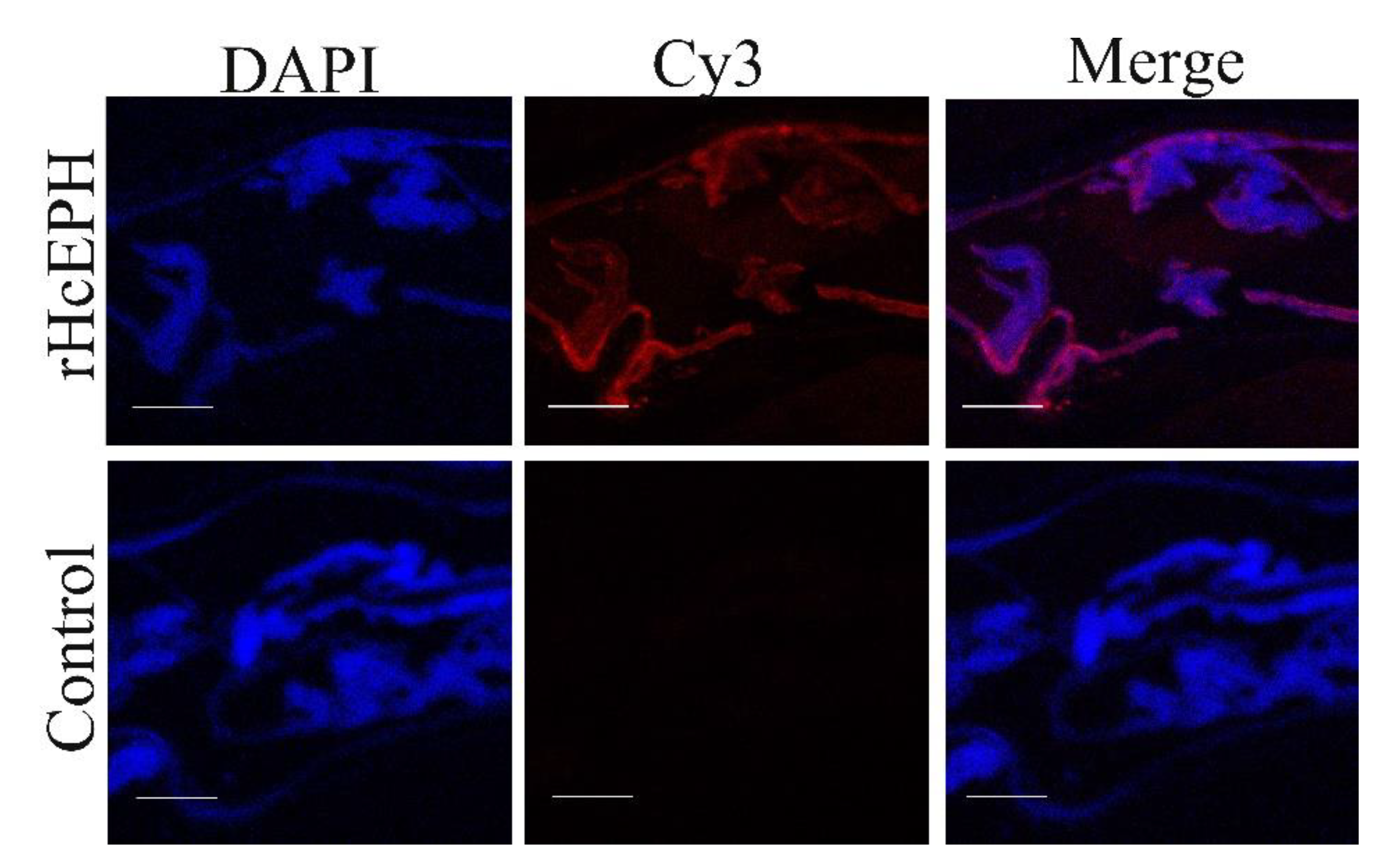 Animals 10 02137 g002