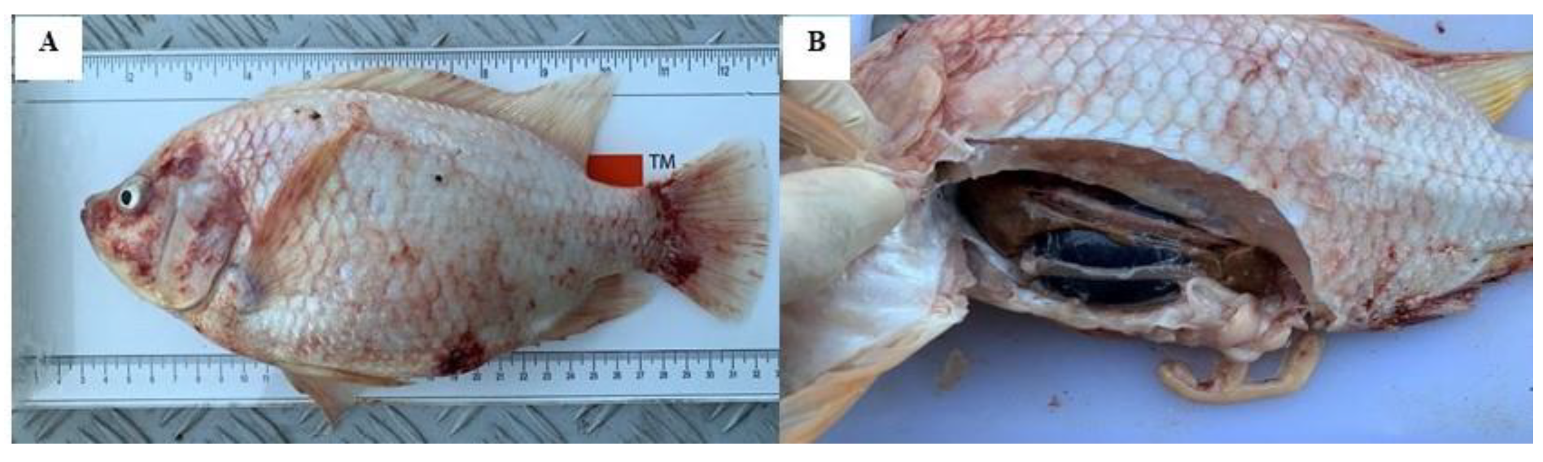Animals Free Full Text Co Infections Of Tilapia Lake Virus Aeromonas Hydrophila And Streptococcus Agalactiae In Farmed Red Hybrid Tilapia Animals Free Full Text Co Infections Of Tilapia Lake Virus Aeromonas Hydrophila And Streptococcus Agalactiae In Farmed Red Hybrid Tilapia