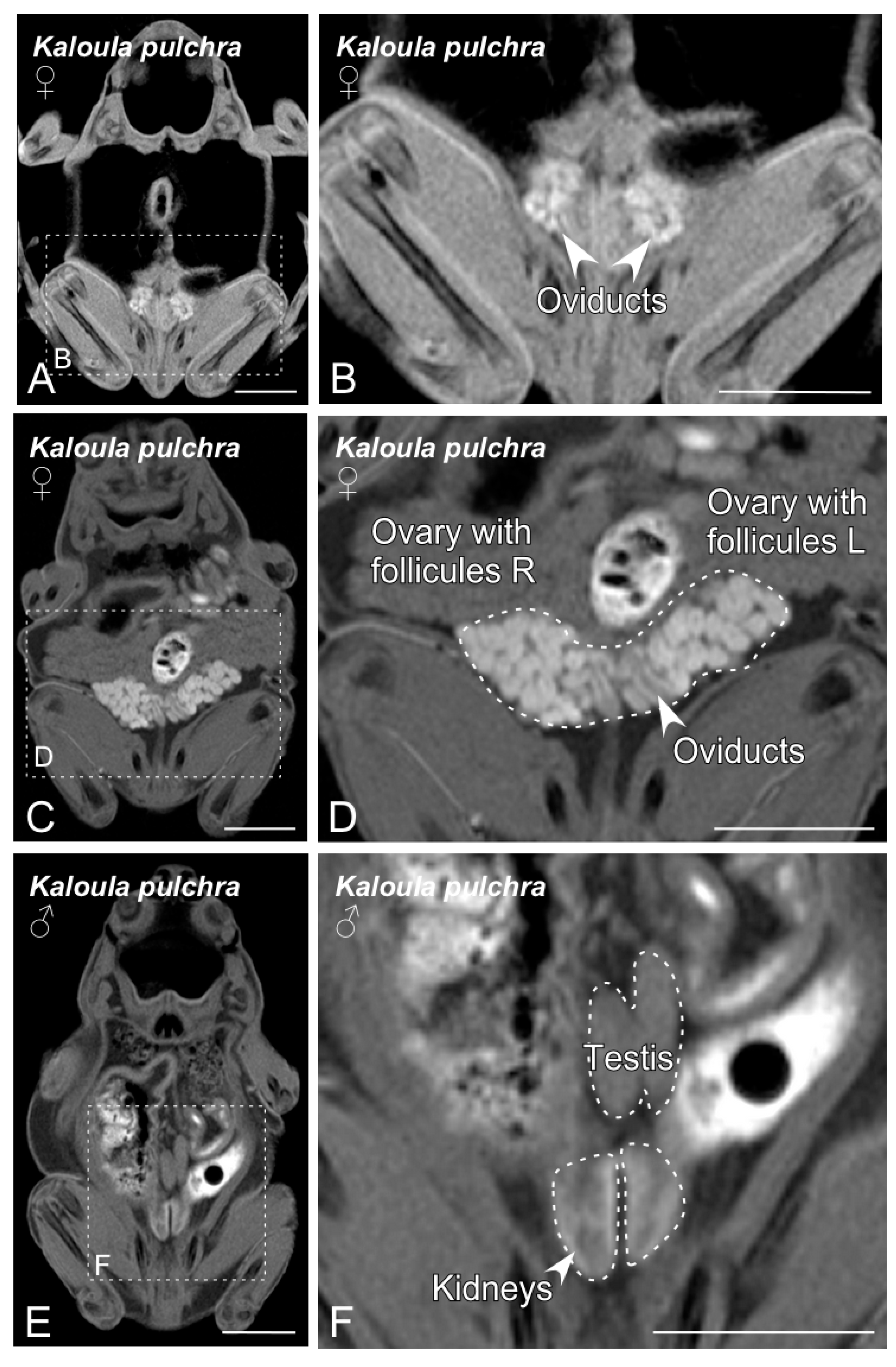 Animals 10 02142 g002