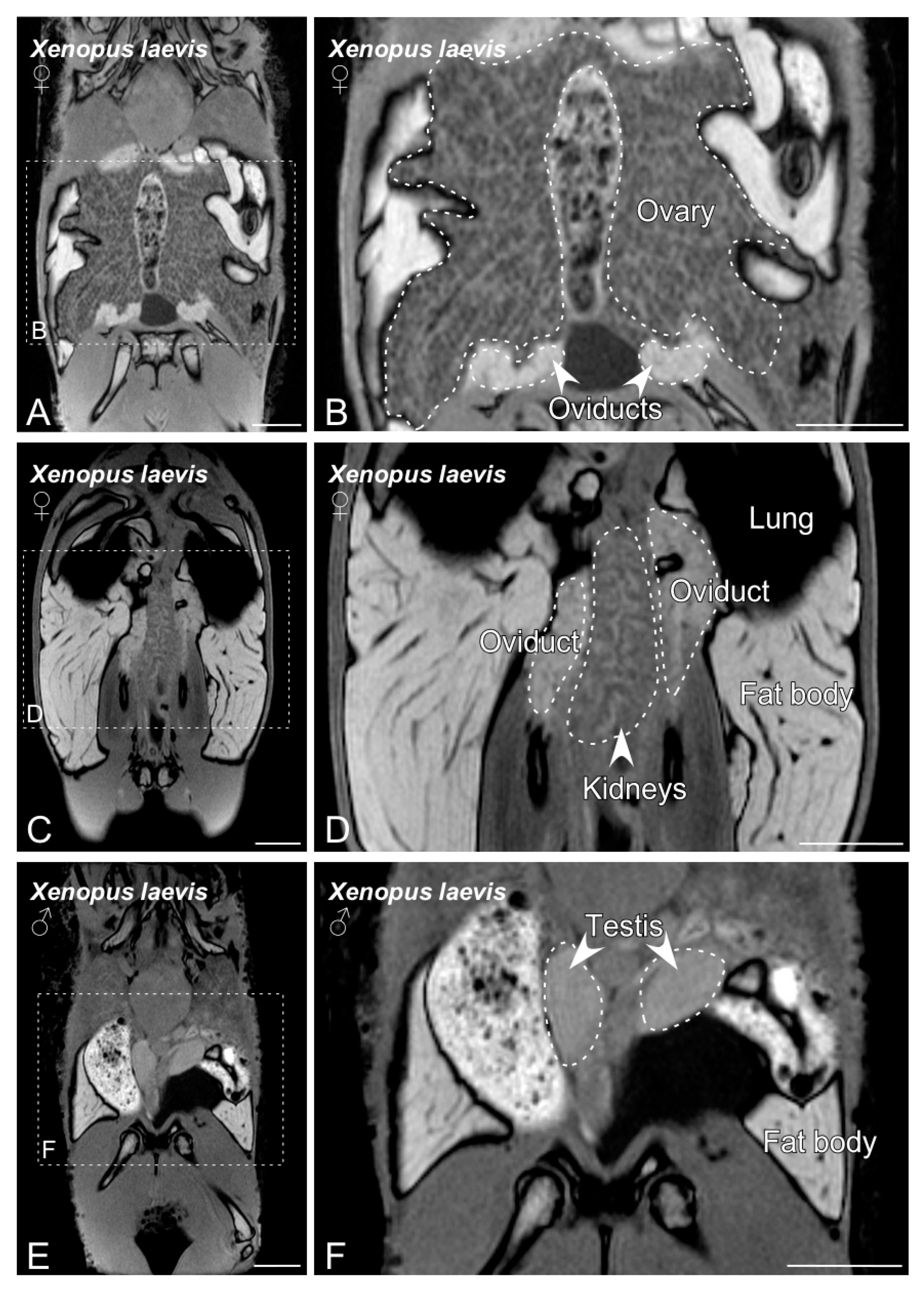 Animals 10 02142 g003