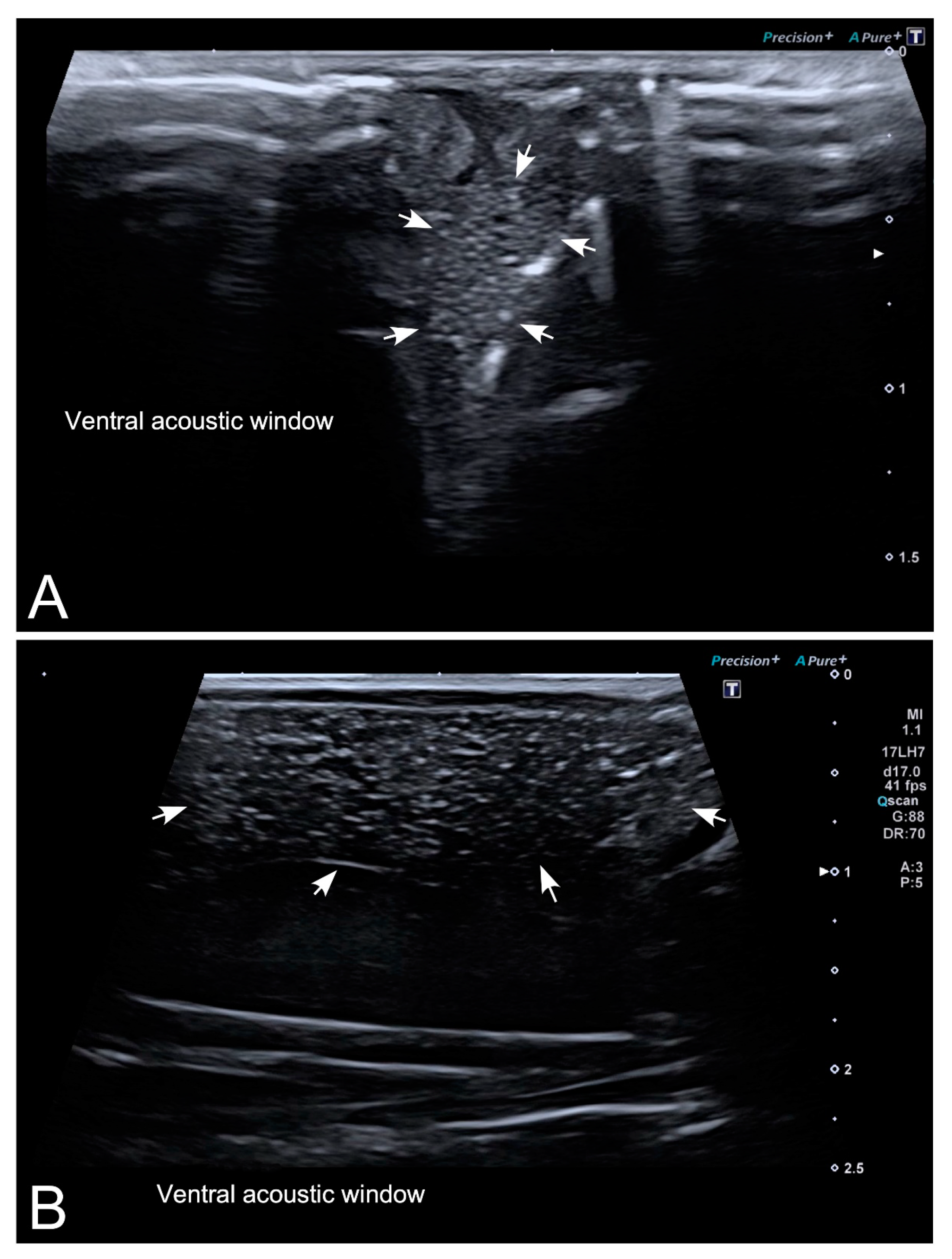 Animals 10 02142 g004