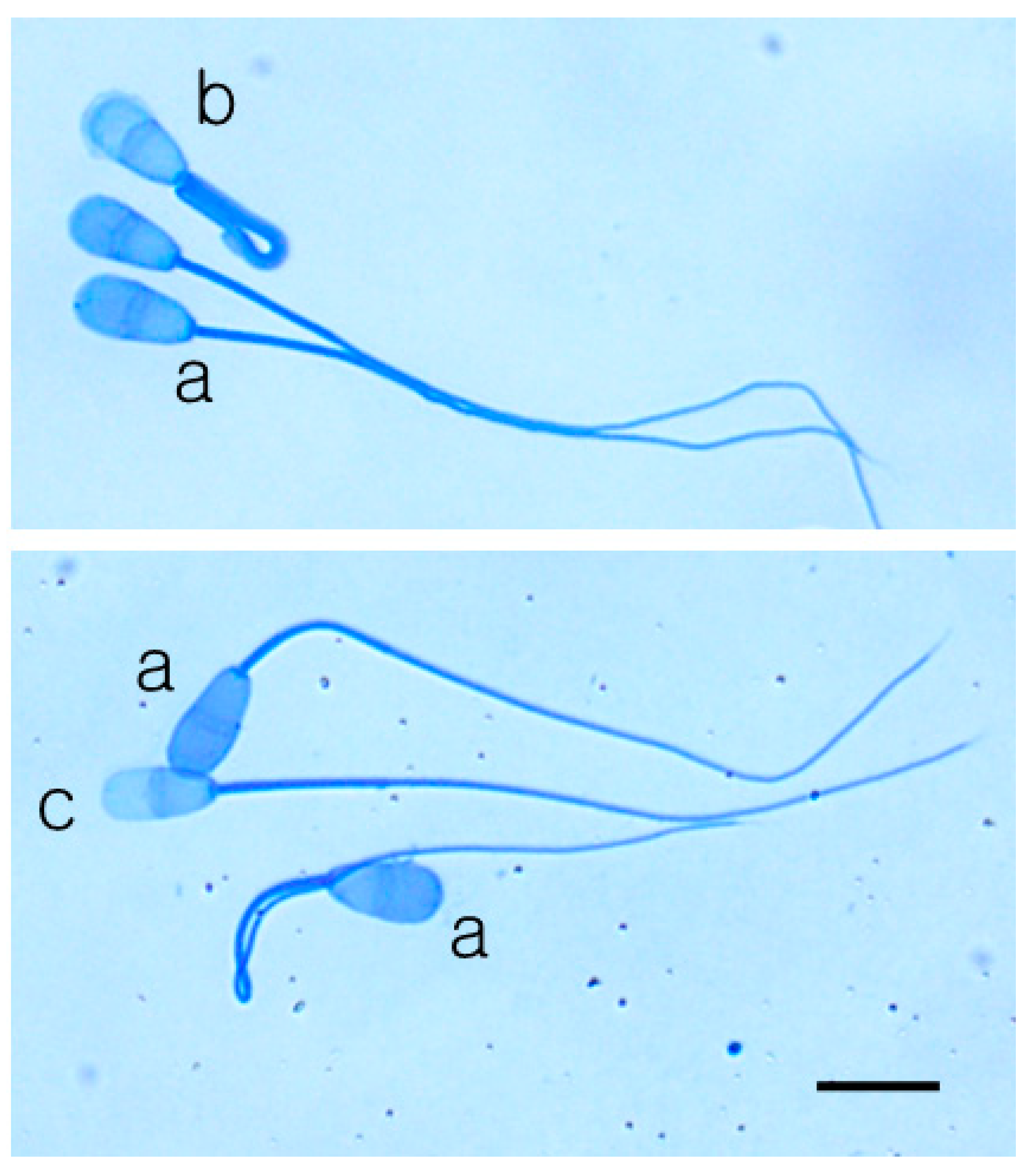 Animals 10 02152 g003