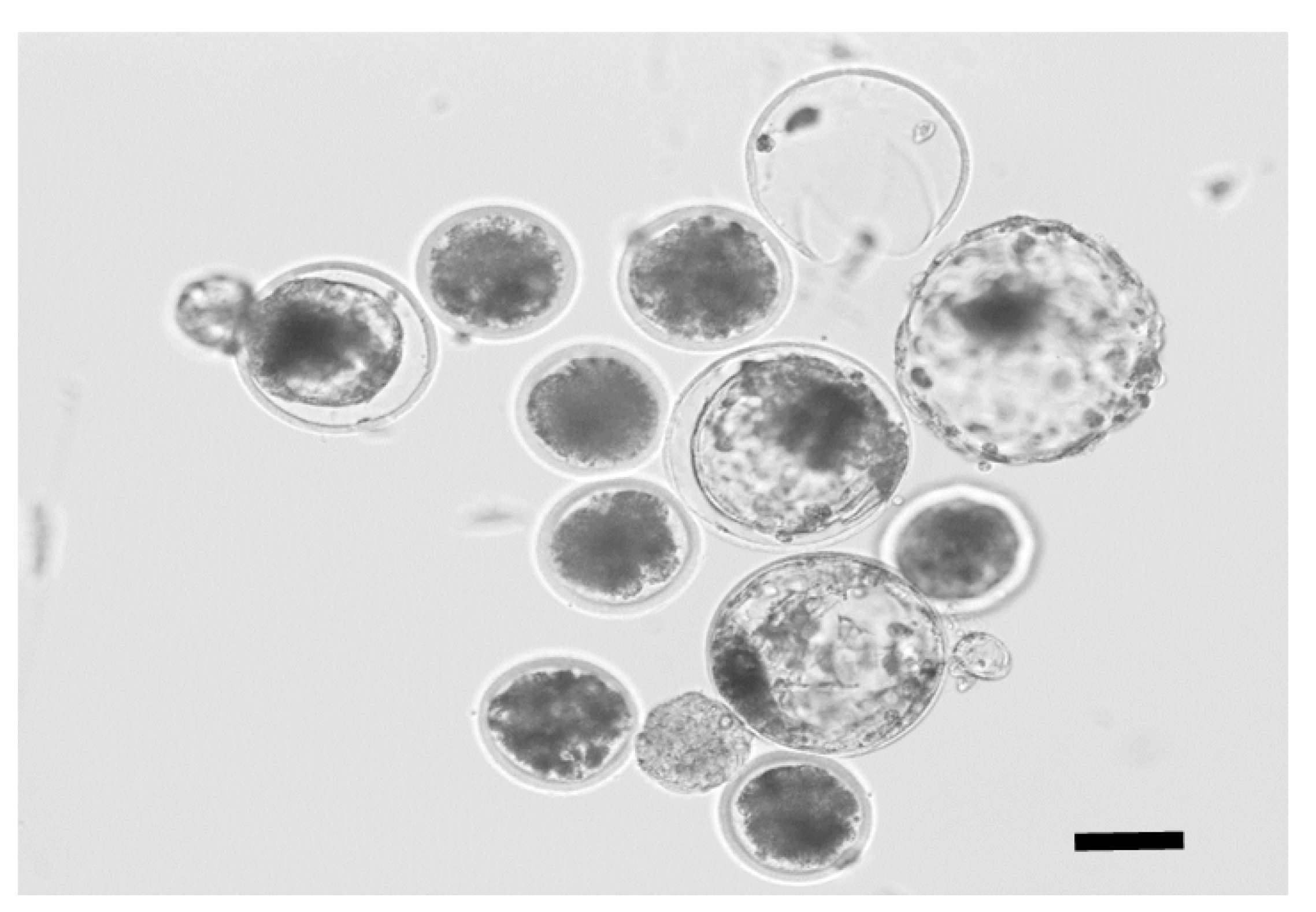 Animals 10 02152 g004