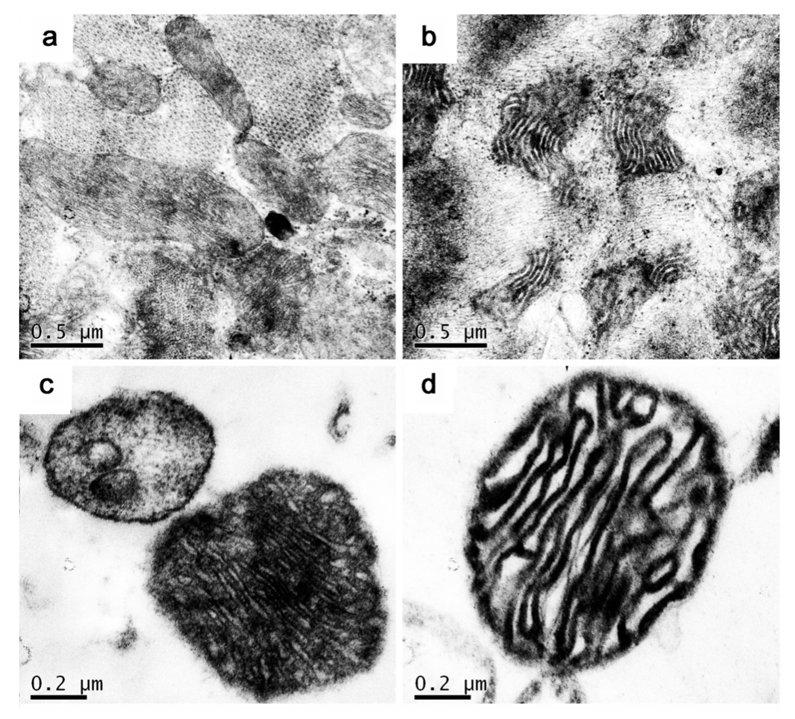 Animals 10 02160 g003