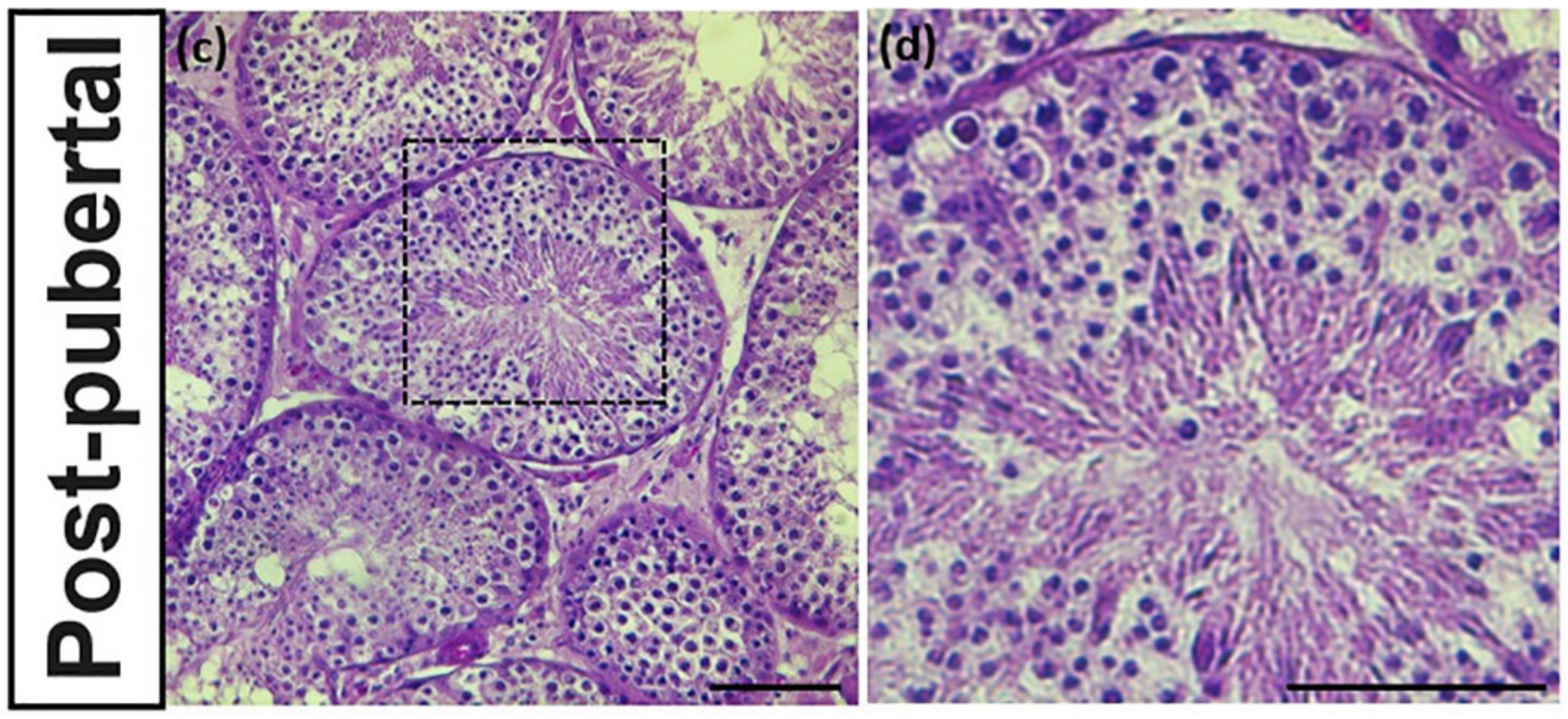 Animals 10 02169 g002b Animals 10 02169 g002b