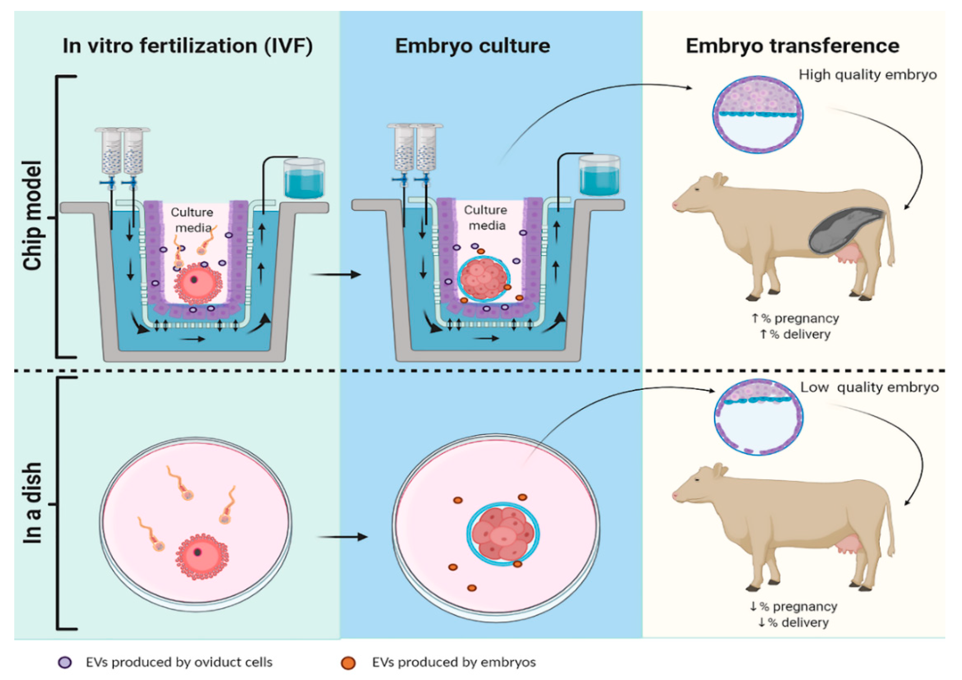 Animals | Free Full-Text | Extracellular Vesicles, the Road toward the Improvement of ART Outcomes Animals | Free Full-Text | Extracellular Vesicles, the Road toward the Improvement of ART Outcomes