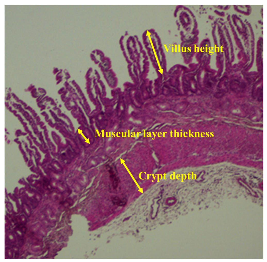 Animals 10 02183 g002