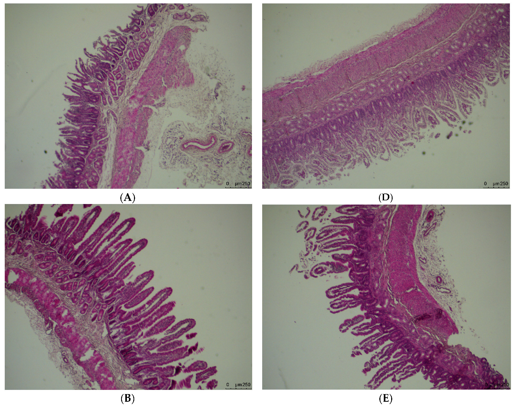 Animals 10 02183 g003a