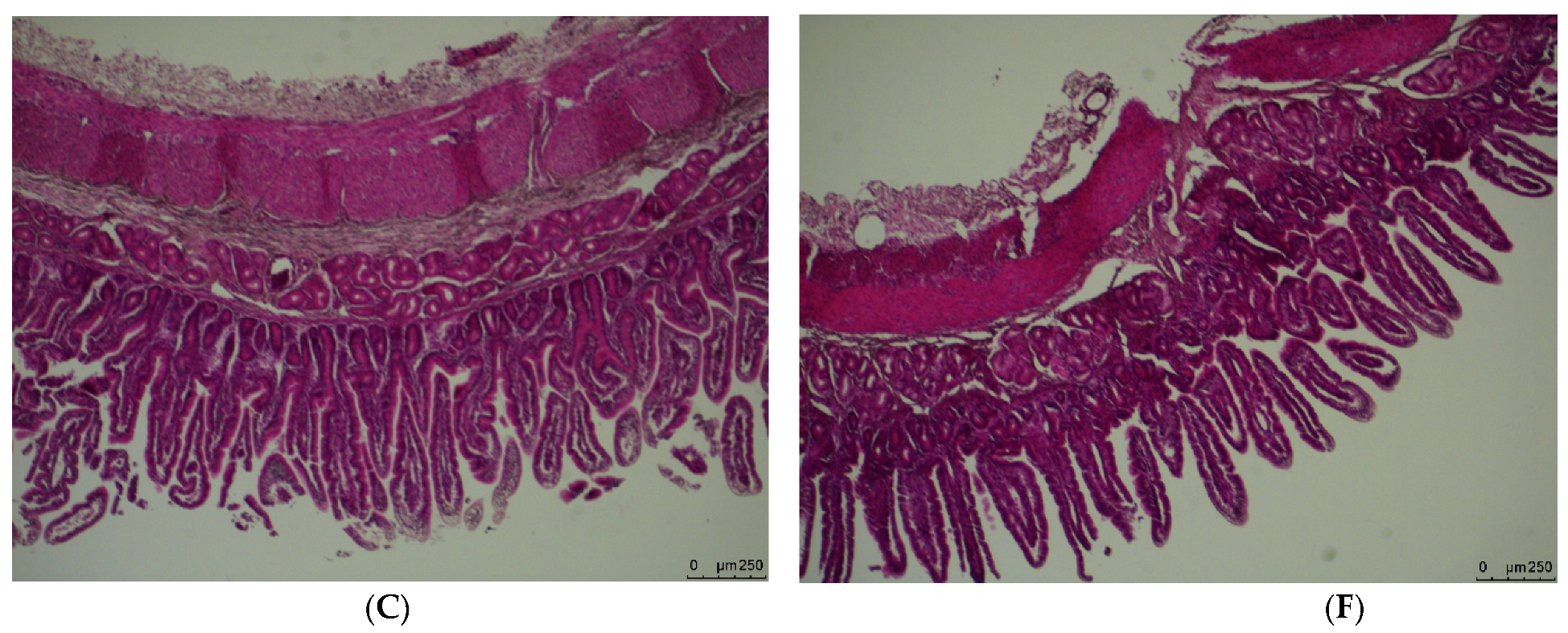 Animals 10 02183 g003b