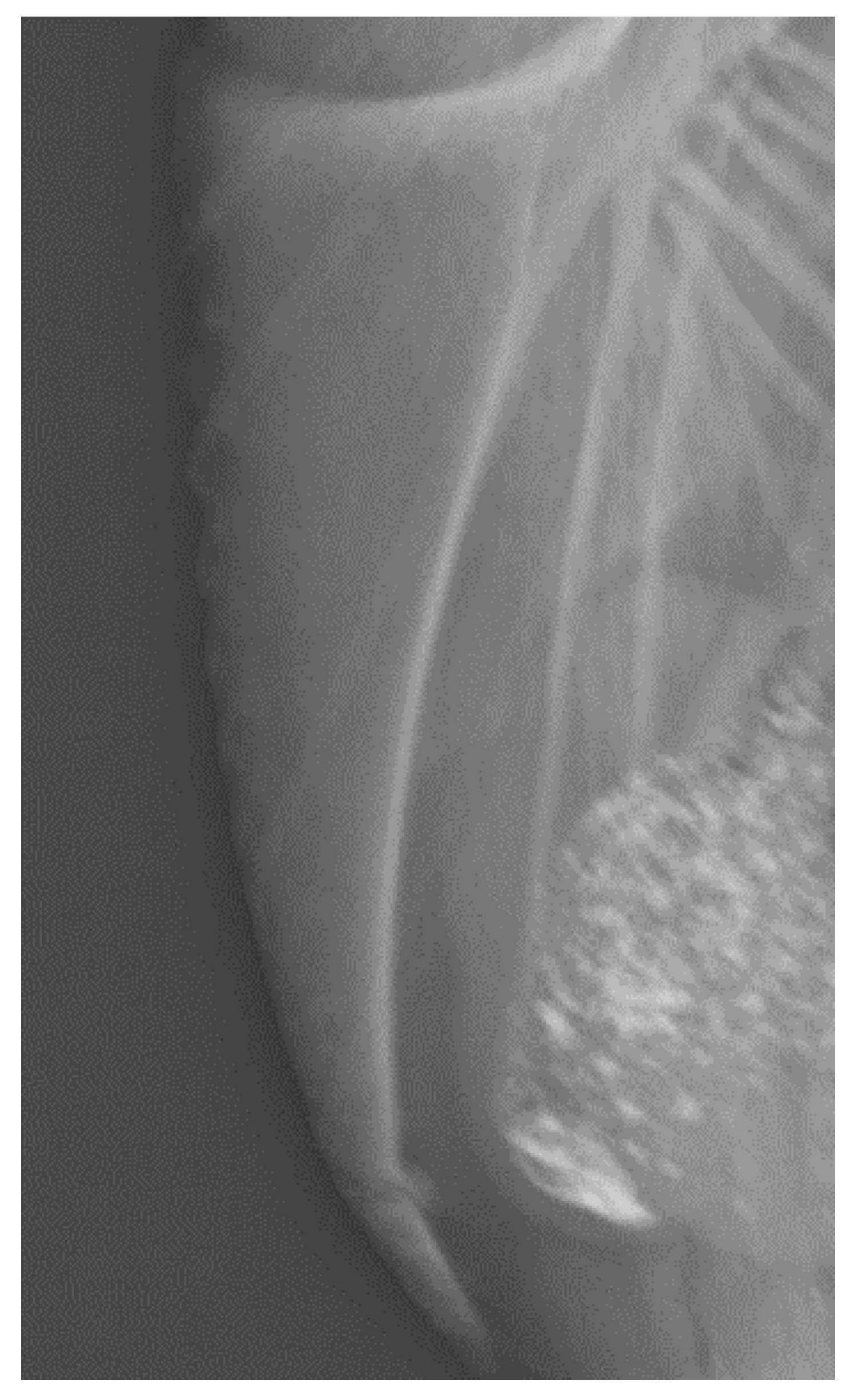 Animals 10 02192 g002