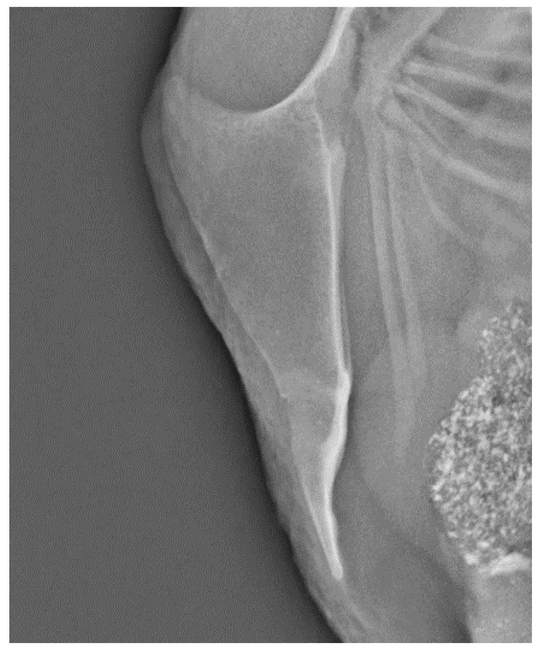 Animals 10 02192 g003