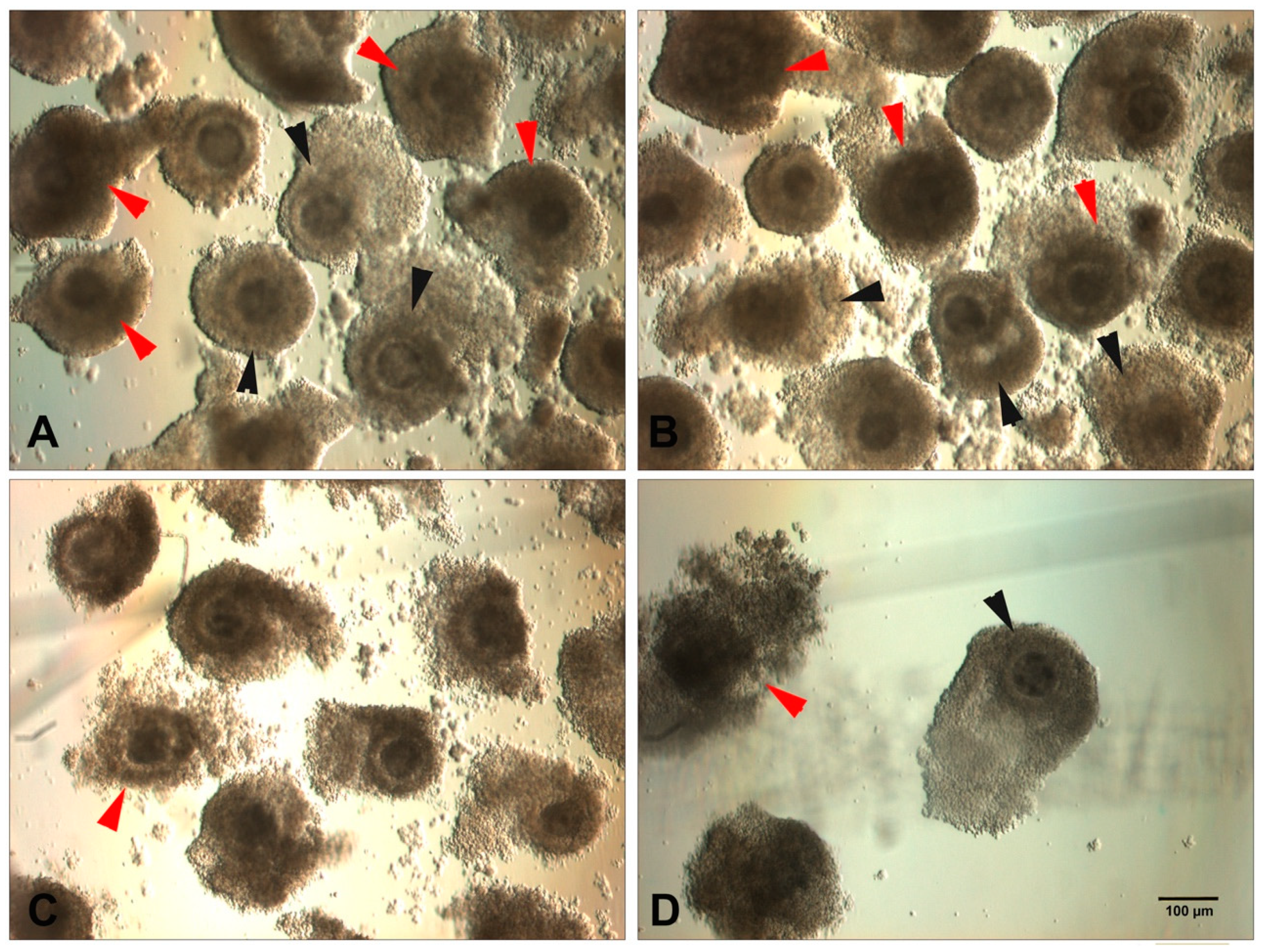 Animals | Free Full-Text | Oocyte Selection for In Vitro Embryo Production in Bovine Species: Noninvasive Approaches for New Challenges of Oocyte Competence Animals | Free Full-Text | Oocyte Selection for In Vitro Embryo Production in Bovine Species: Noninvasive Approaches for New Challenges of Oocyte Competence