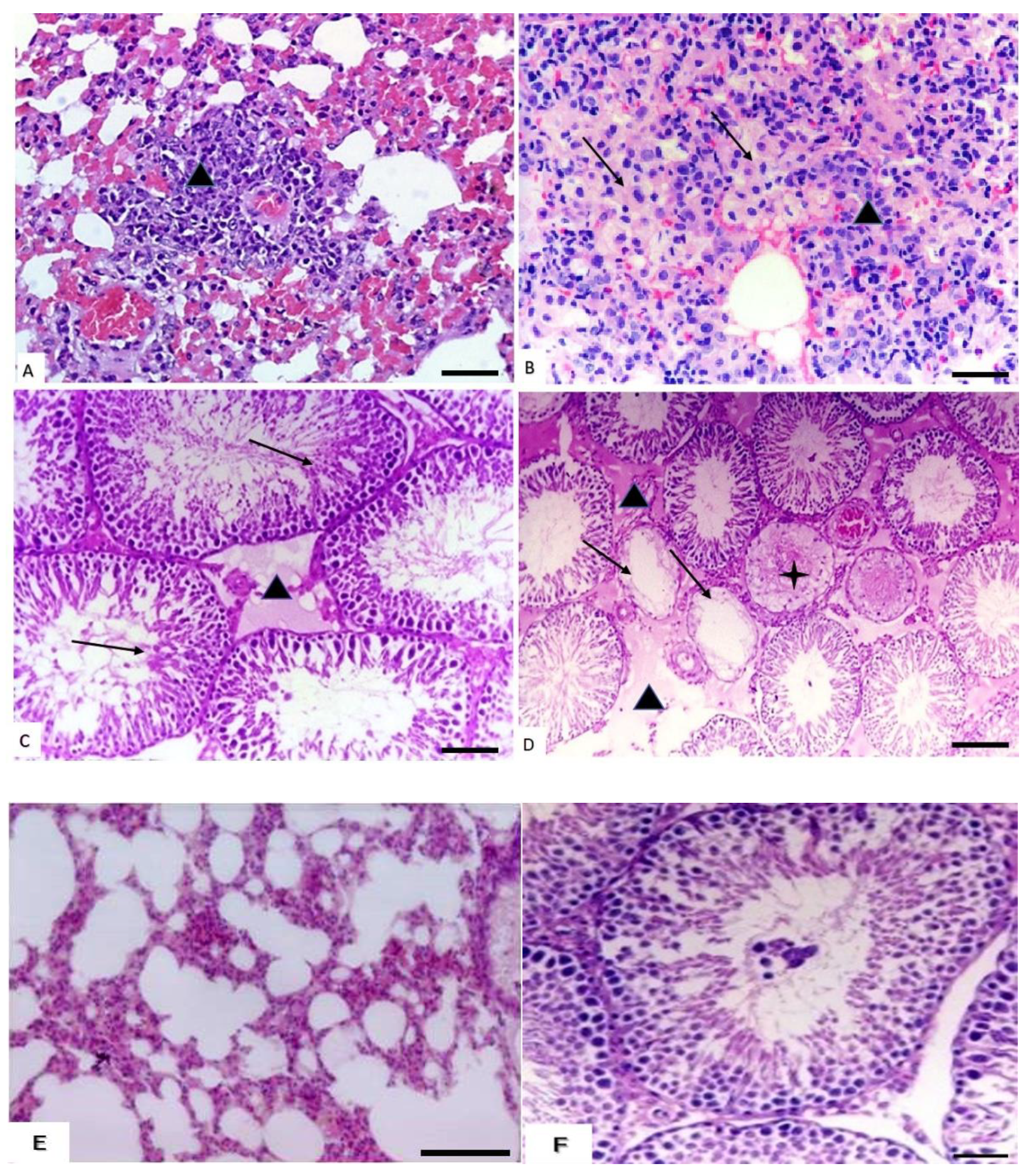 Animals 10 02205 g004