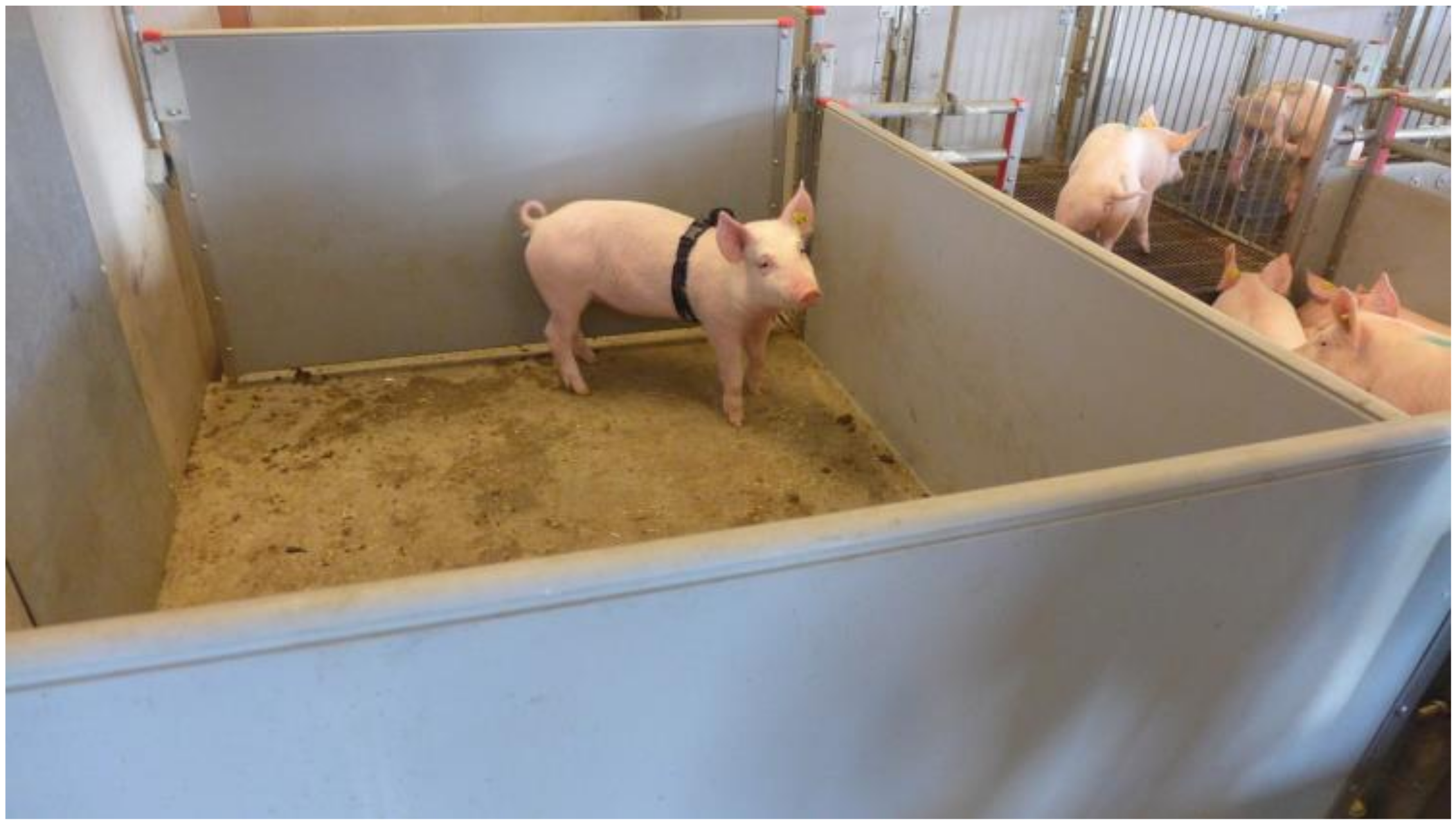 Animals 10 02210 g002 Animals 10 02210 g002