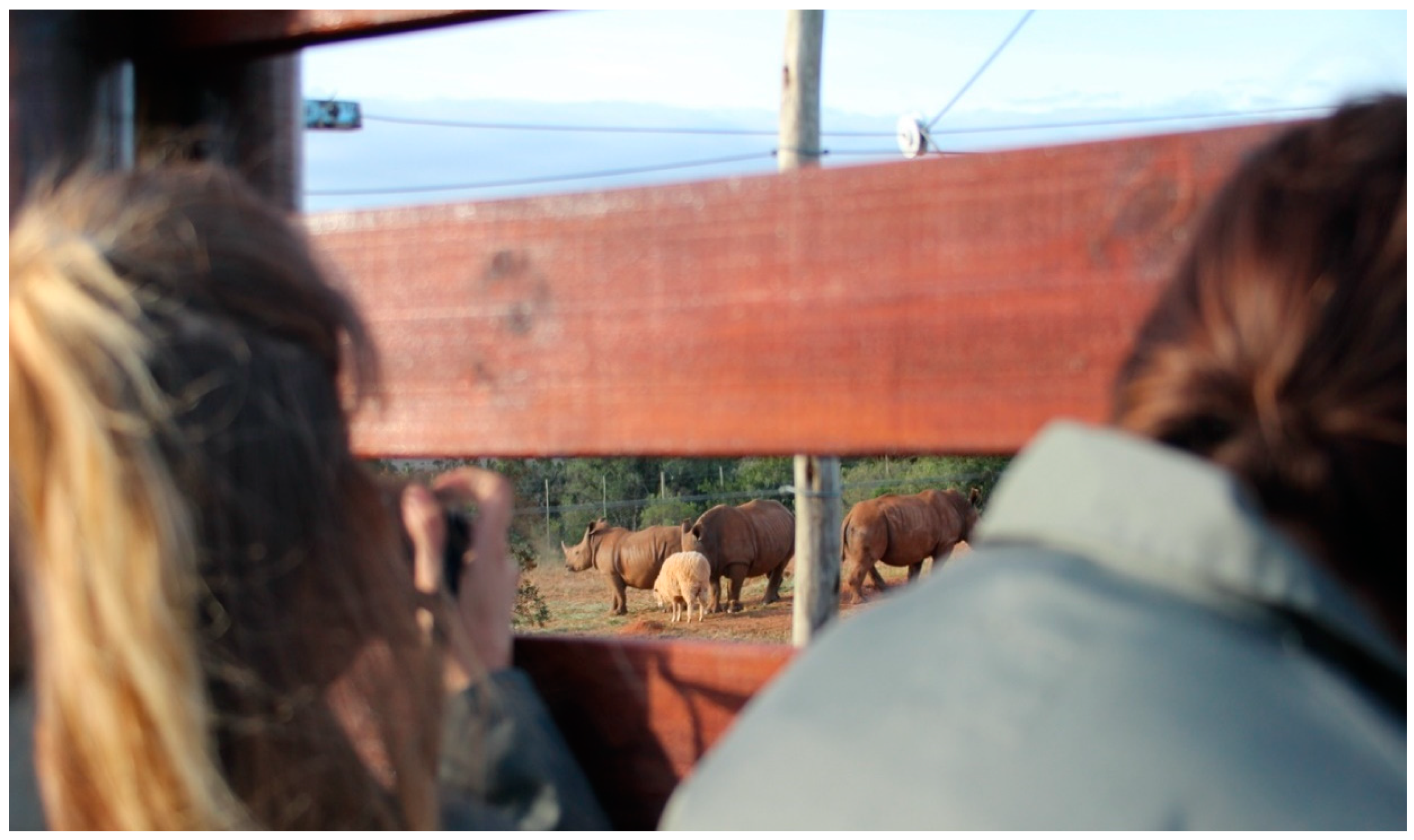 Animals | Free Full-Text | Releasing Three Orphaned White Rhinoceroses (Ceratotherium simum) to the Game Reserve in South Africa. Rehabilitation, Translocation and Post-Release Observations Animals | Free Full-Text | Releasing Three Orphaned White Rhinoceroses (Ceratotherium simum) to the Game Reserve in South Africa. Rehabilitation, Translocation and Post-Release Observations