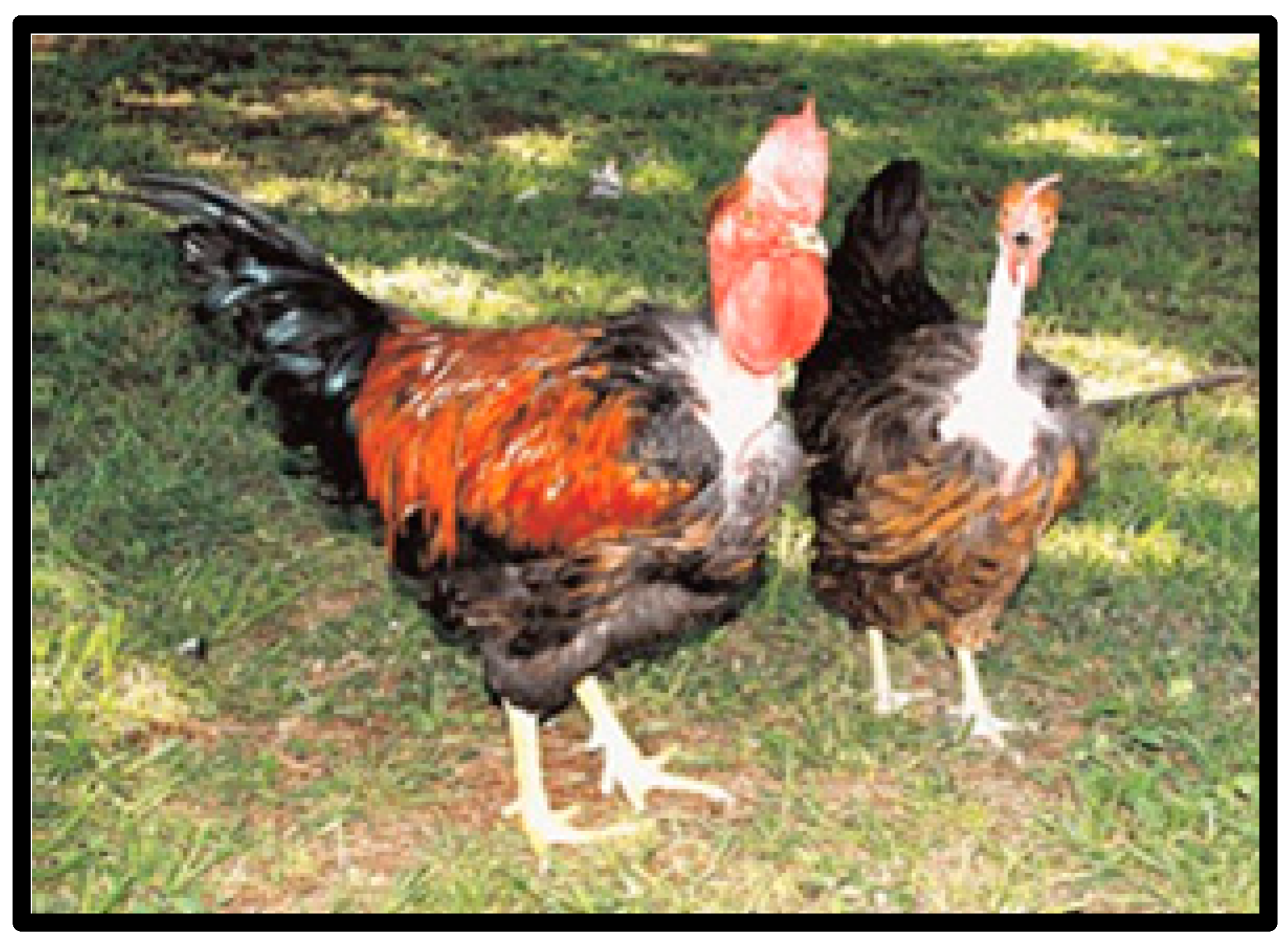 Animals Free Full-Text Local Chicken Breeds of Africa Their Description, Uses and Conservation Methods