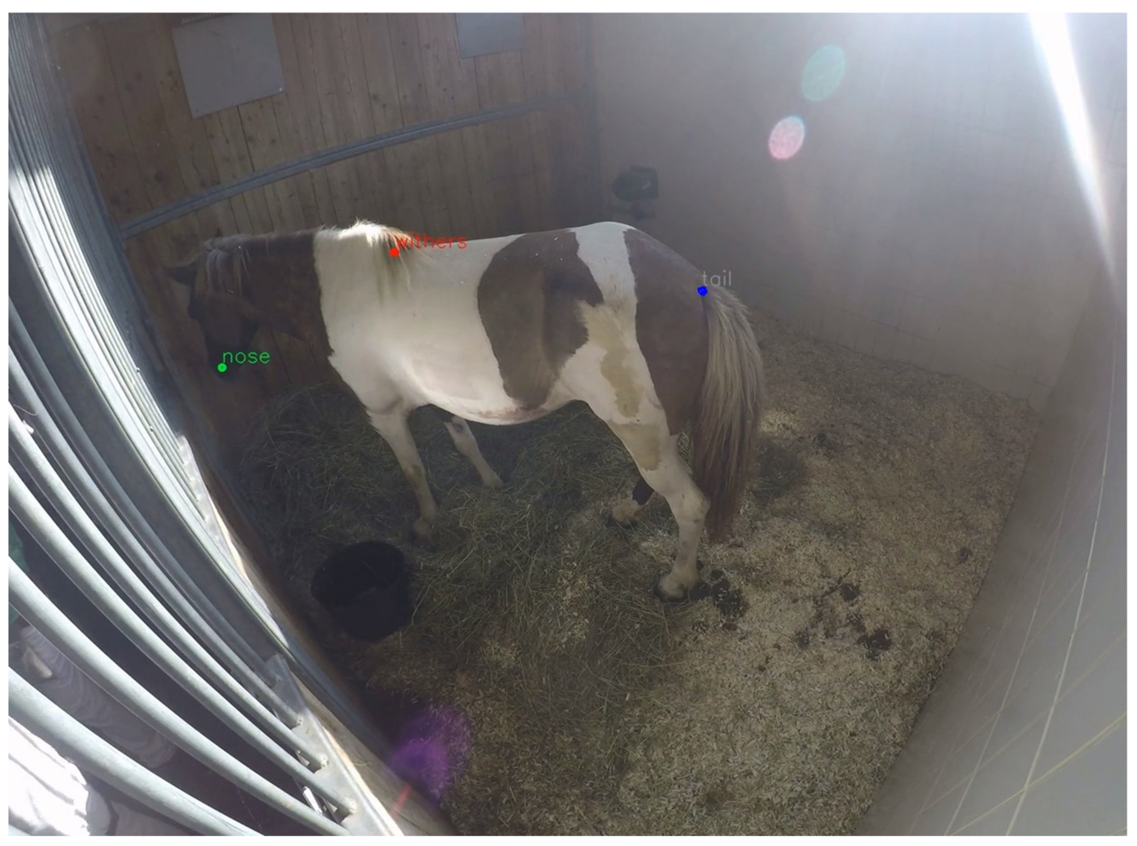 Animals | Free Full-Text | Development and Validation of an Automated Video Tracking Model for Stabled Horses Animals | Free Full-Text | Development and Validation of an Automated Video Tracking Model for Stabled Horses