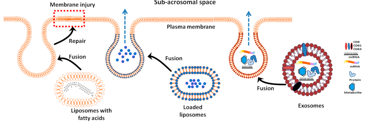 Animals 10 02281 g001