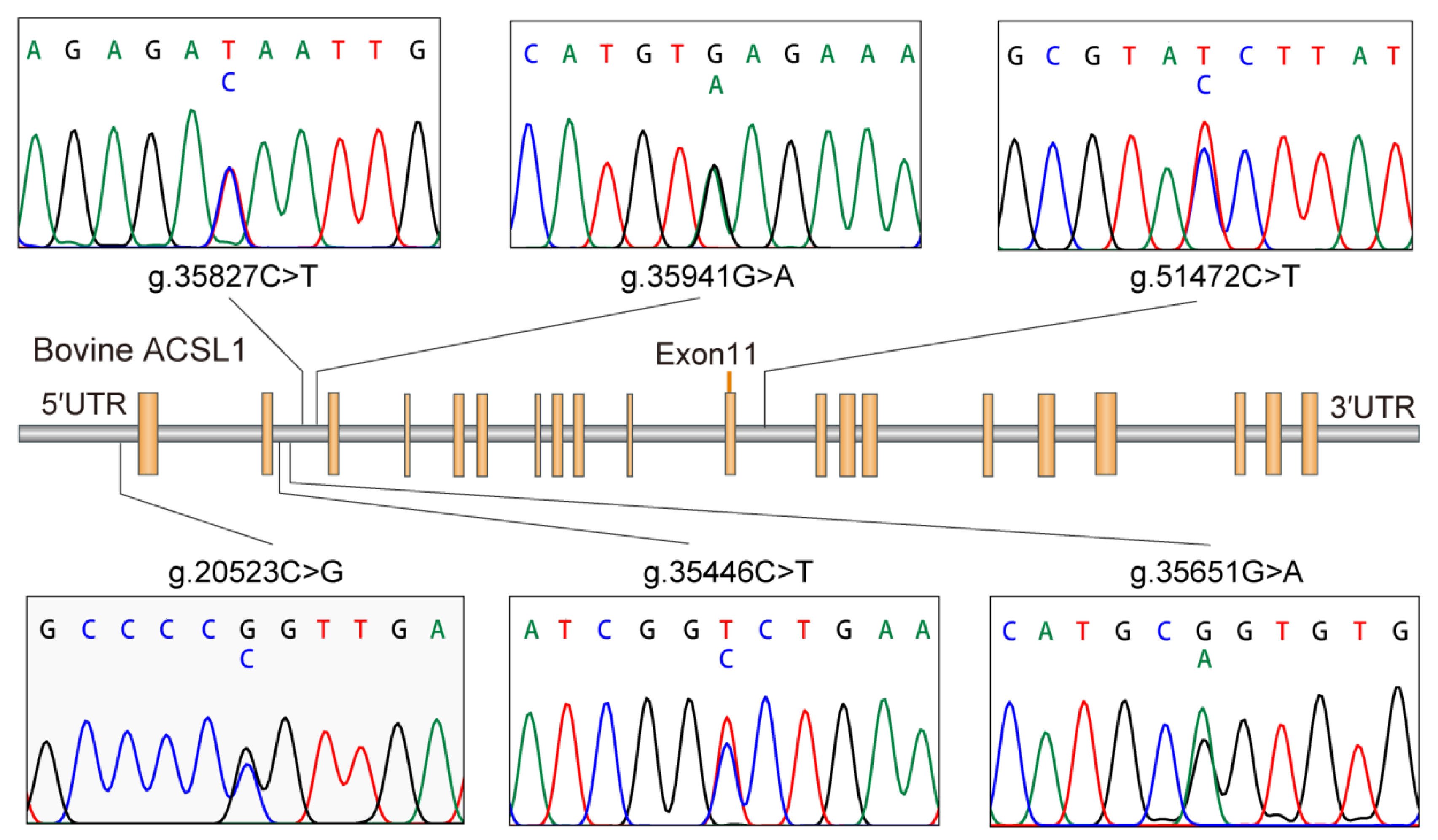 Animals 10 02282 g001