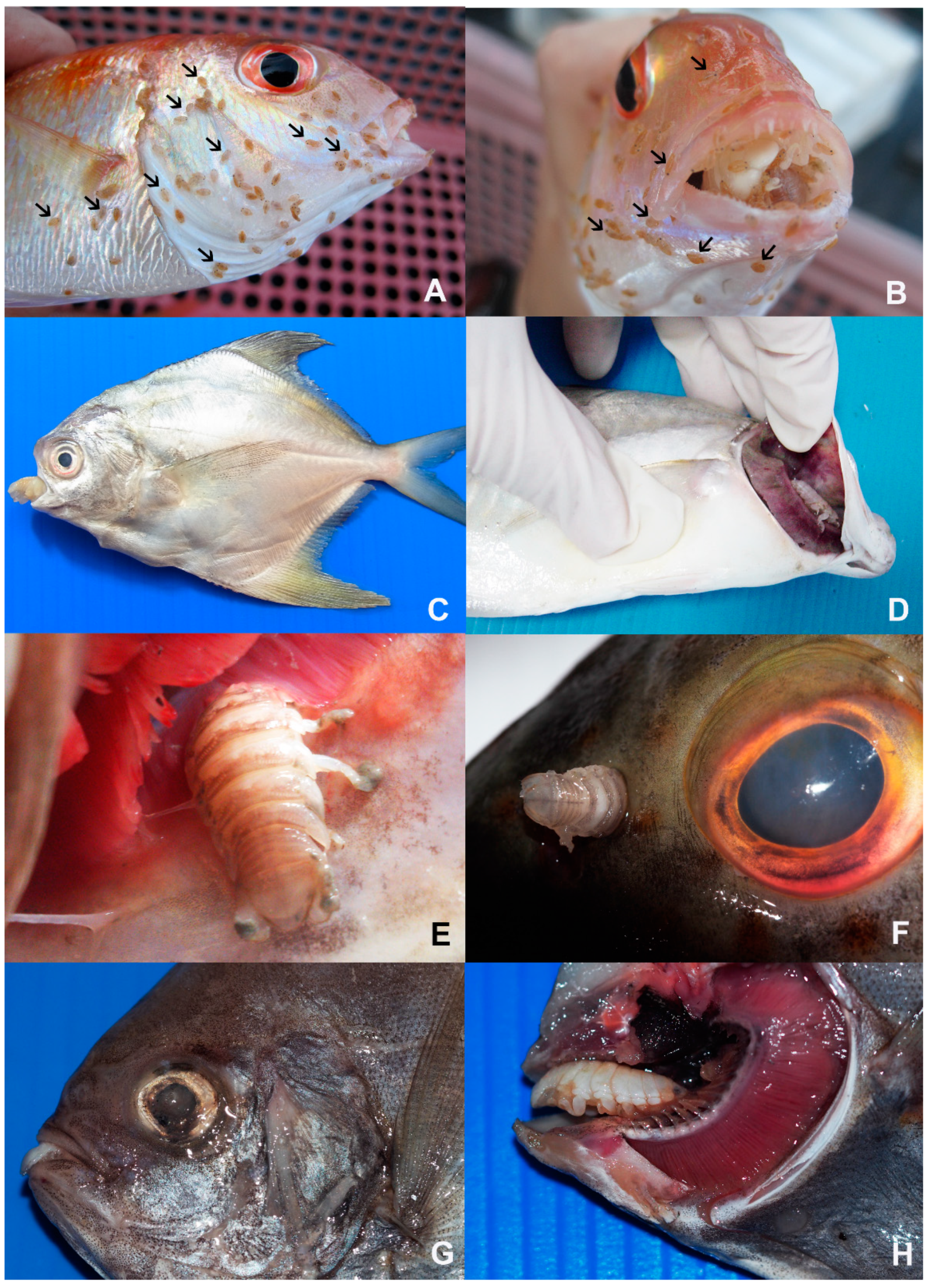 Animals 10 02298 g002 Animals 10 02298 g002