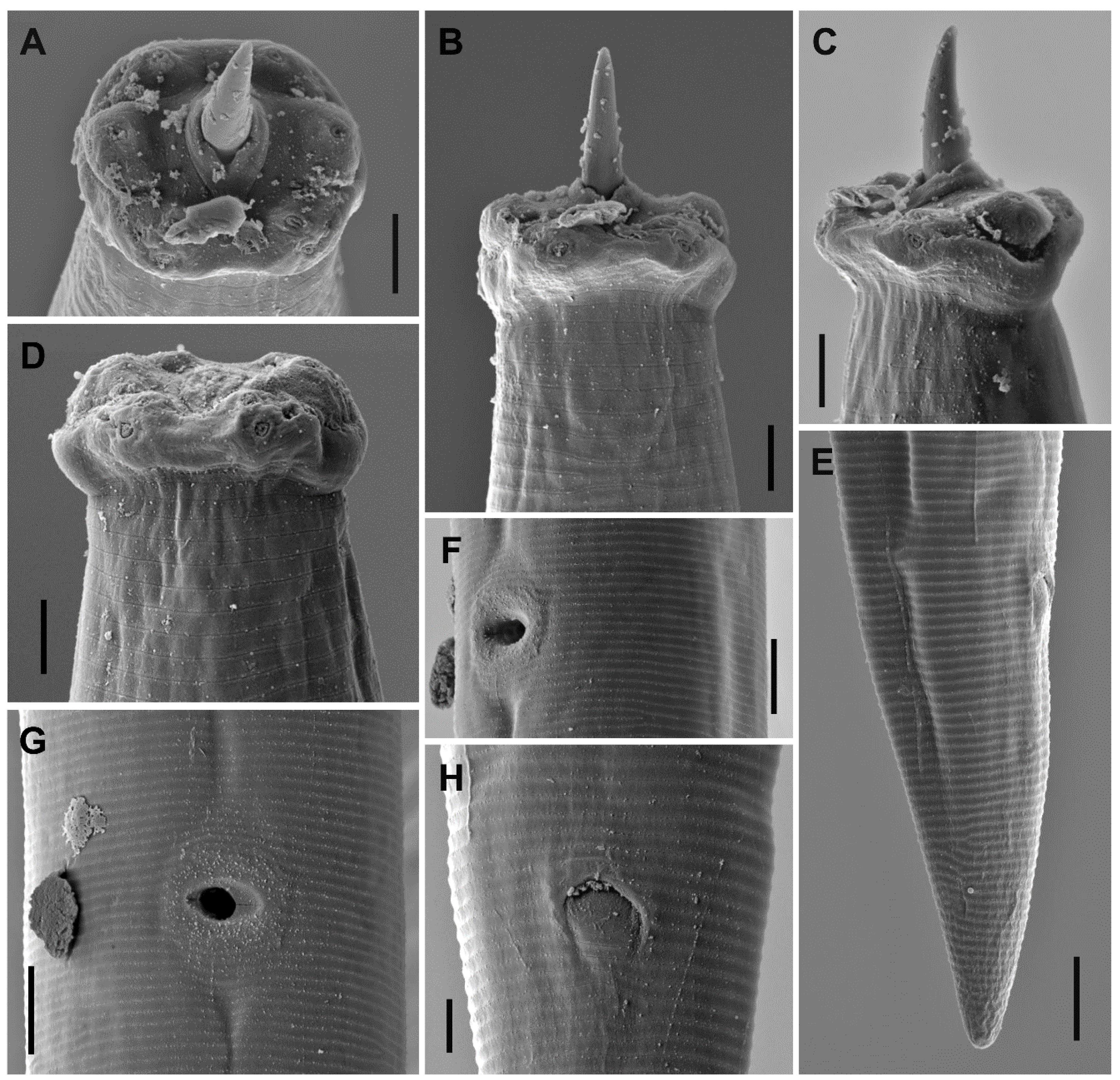 Animals 10 02300 g002 Animals 10 02300 g002