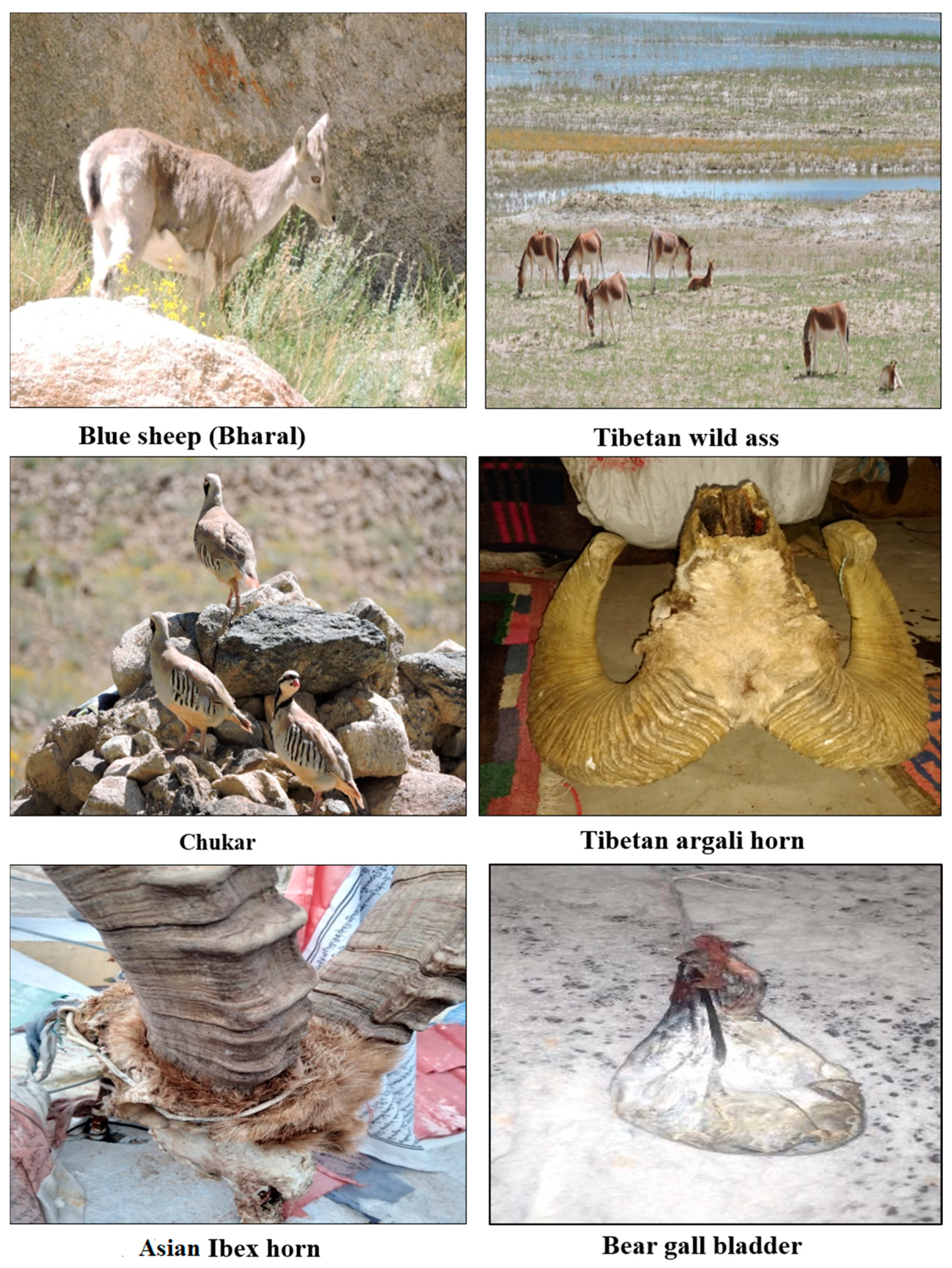 Animals | Free Full-Text | Traditional Usage of Wild Fauna among the Local Inhabitants of Ladakh, Trans-Himalayan Region Animals | Free Full-Text | Traditional Usage of Wild Fauna among the Local Inhabitants of Ladakh, Trans-Himalayan Region