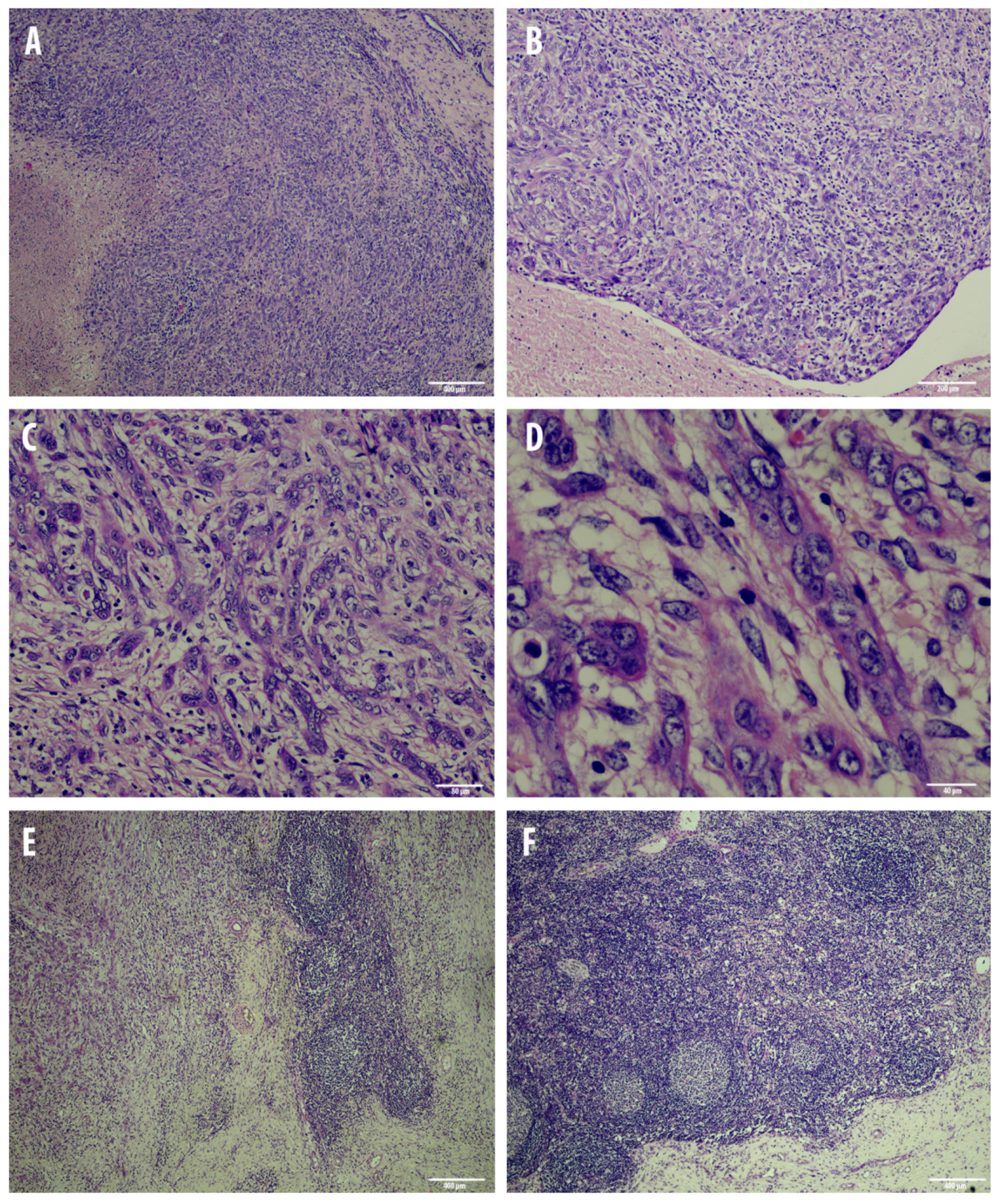 Animals 10 02318 g002 Animals 10 02318 g002