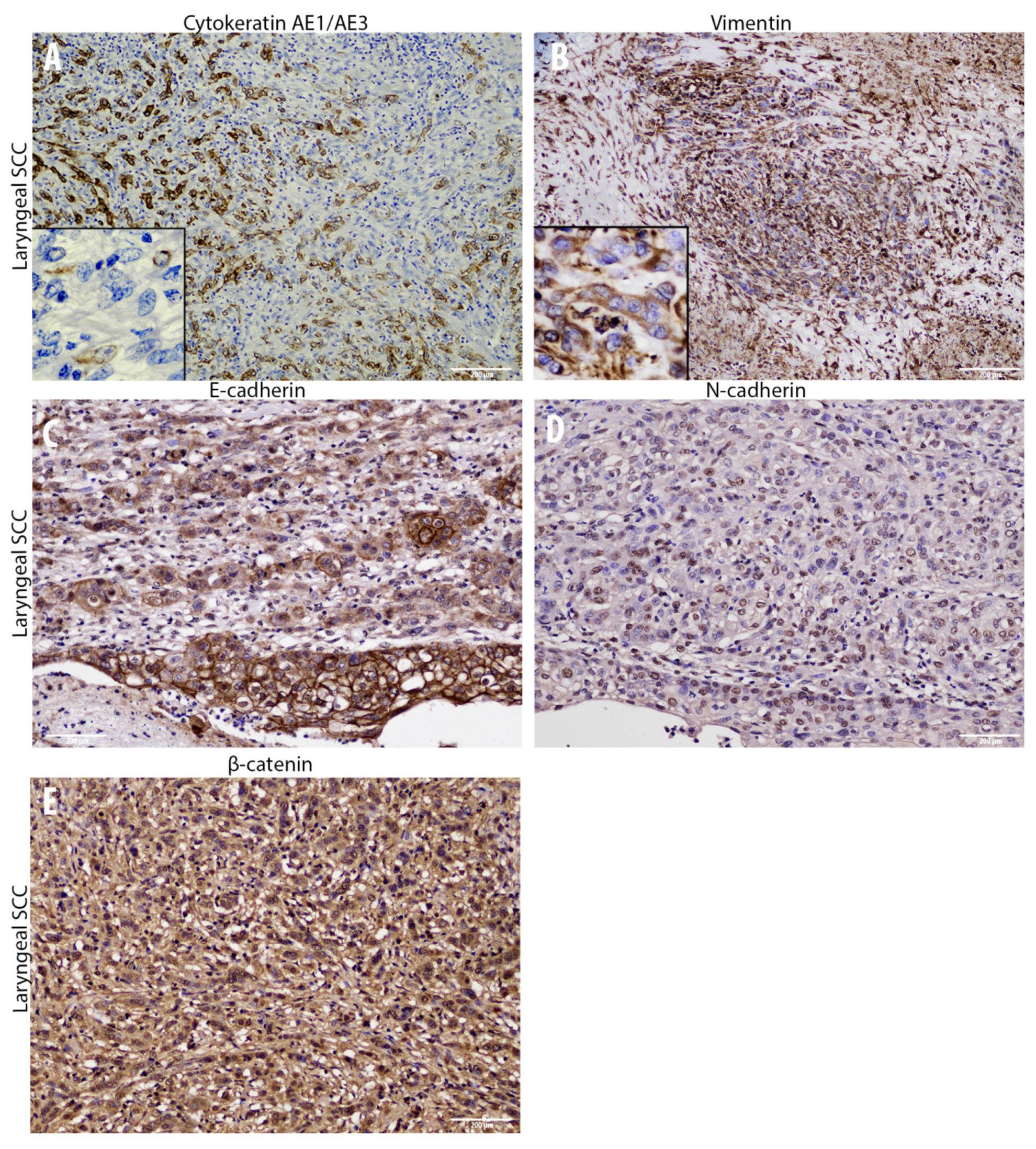 Animals 10 02318 g003 Animals 10 02318 g003