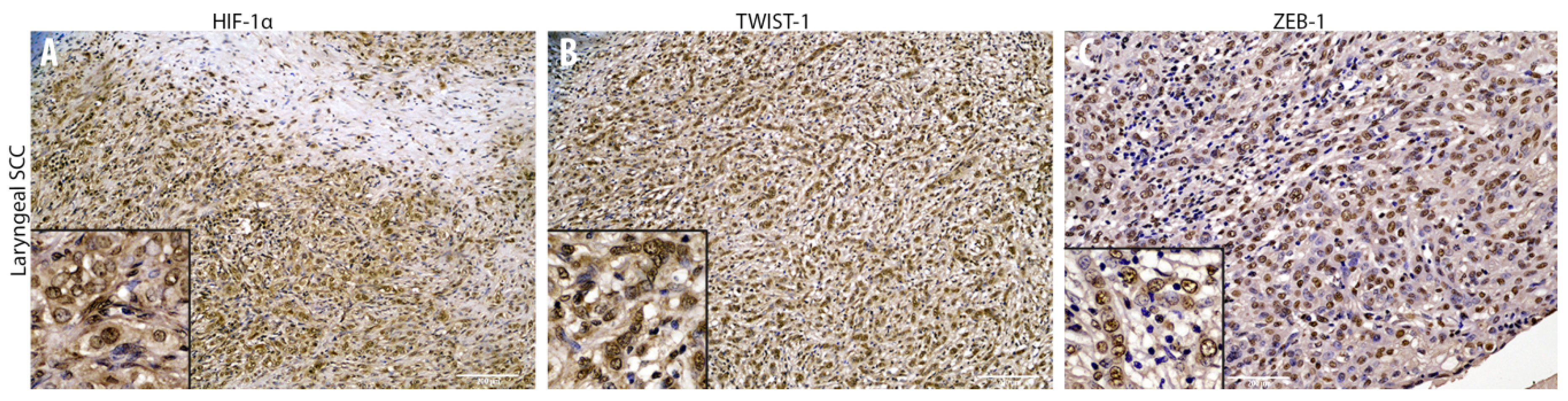 Animals 10 02318 g004 Animals 10 02318 g004