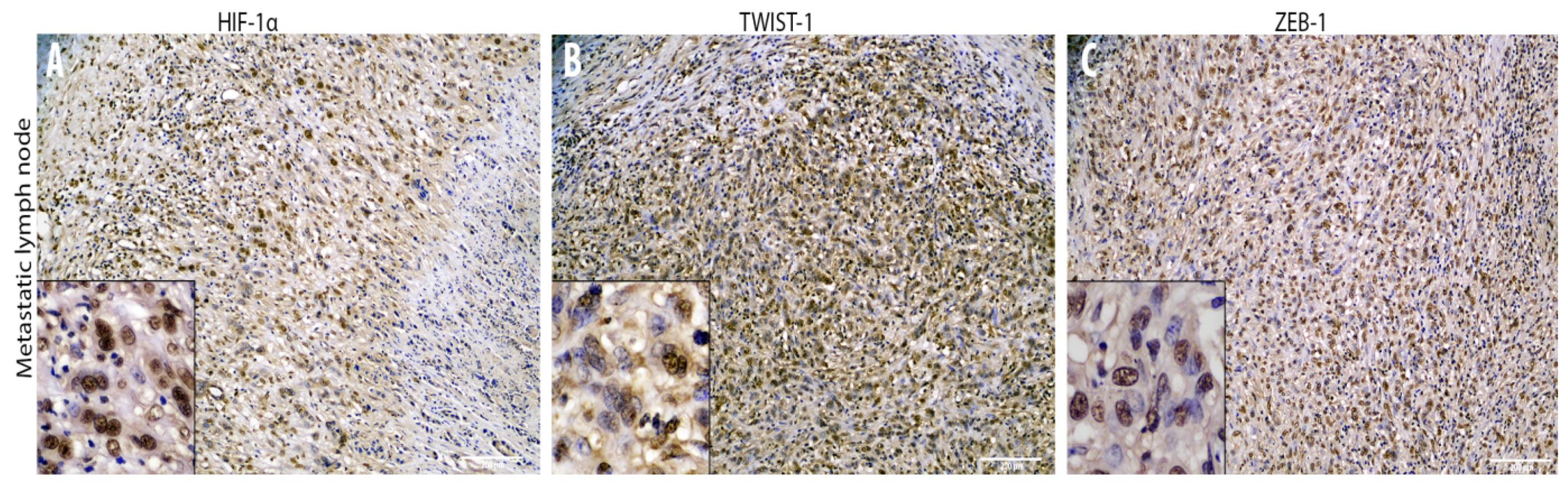 Animals 10 02318 g006 Animals 10 02318 g006