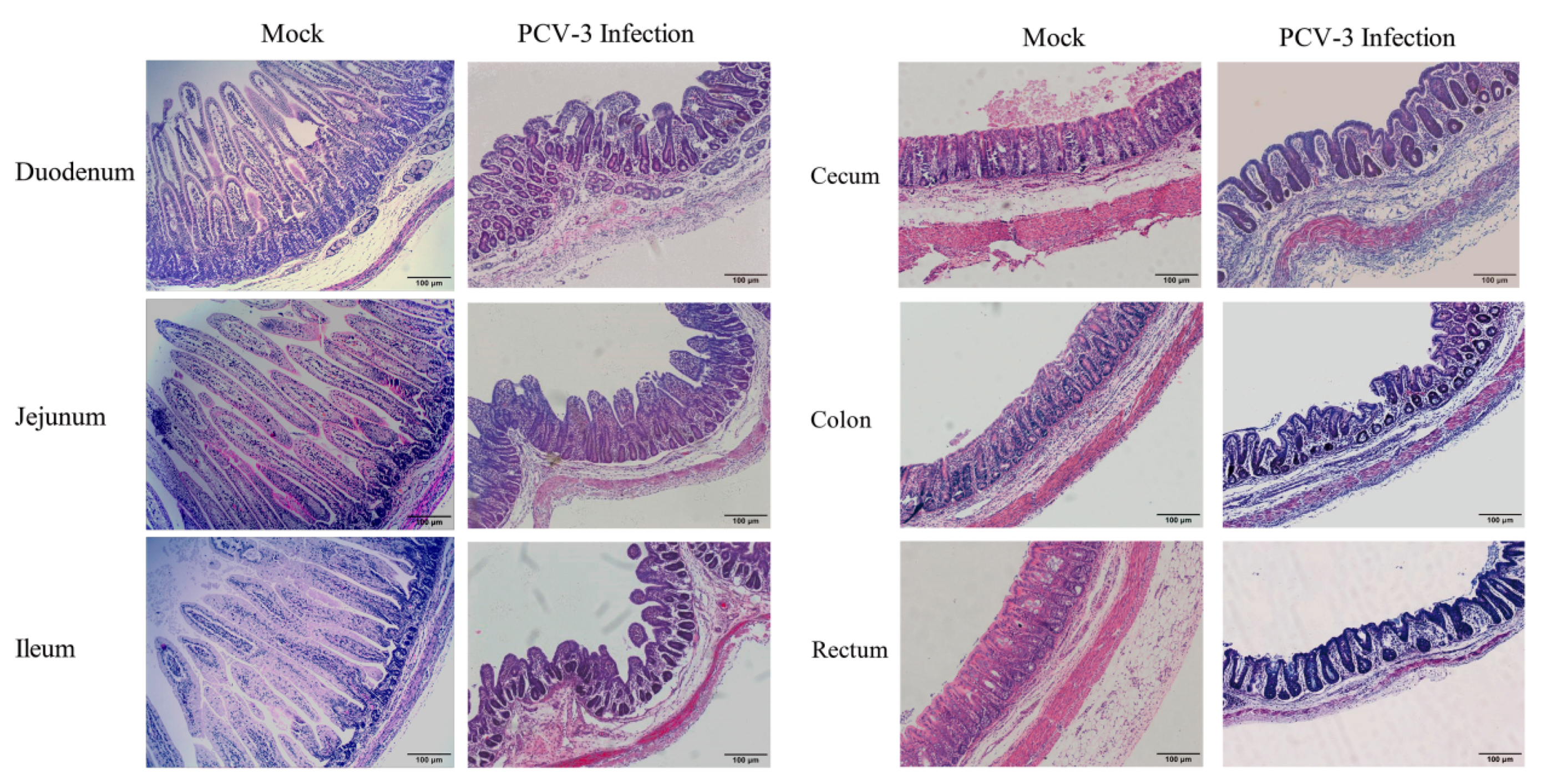 Animals 10 02324 g004