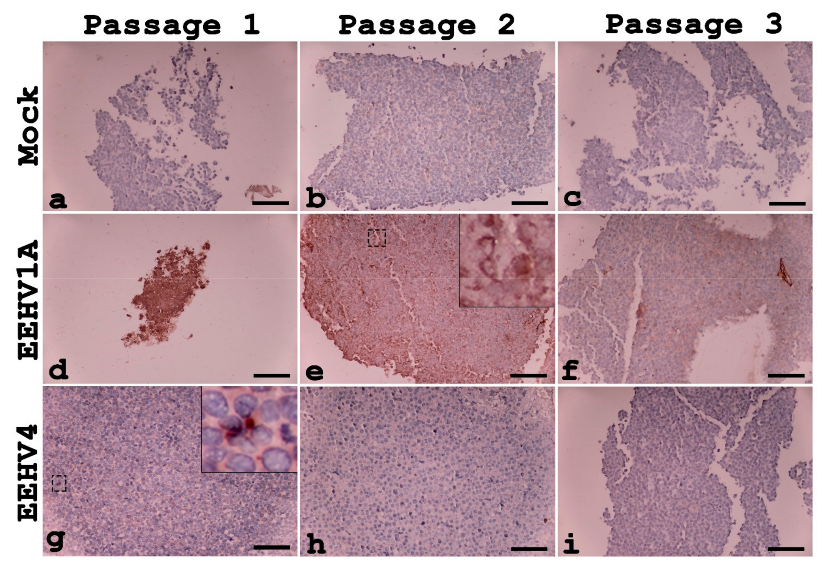 Animals 10 02328 g003 Animals 10 02328 g003
