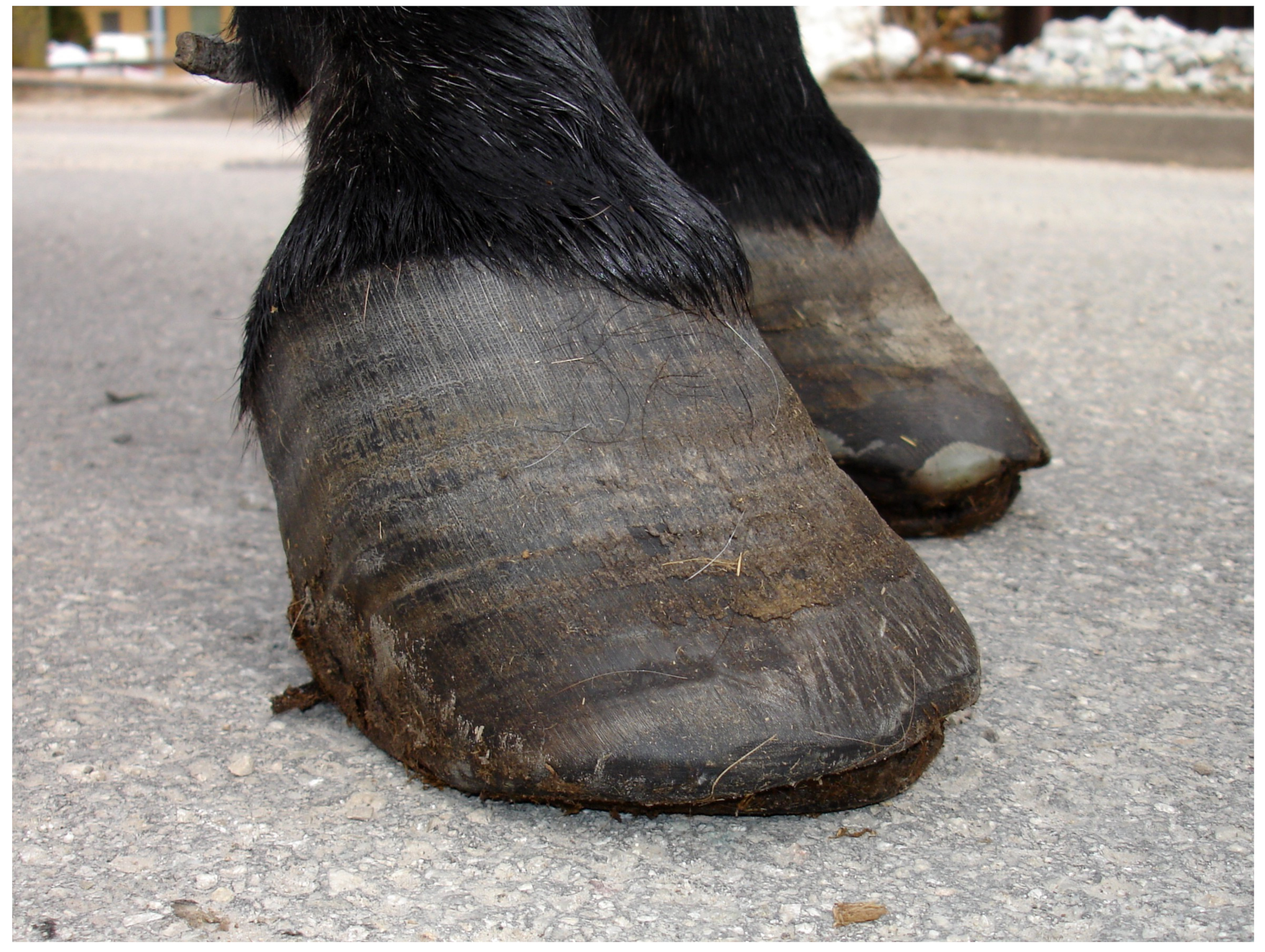 Animals 10 02335 g001 Animals 10 02335 g001