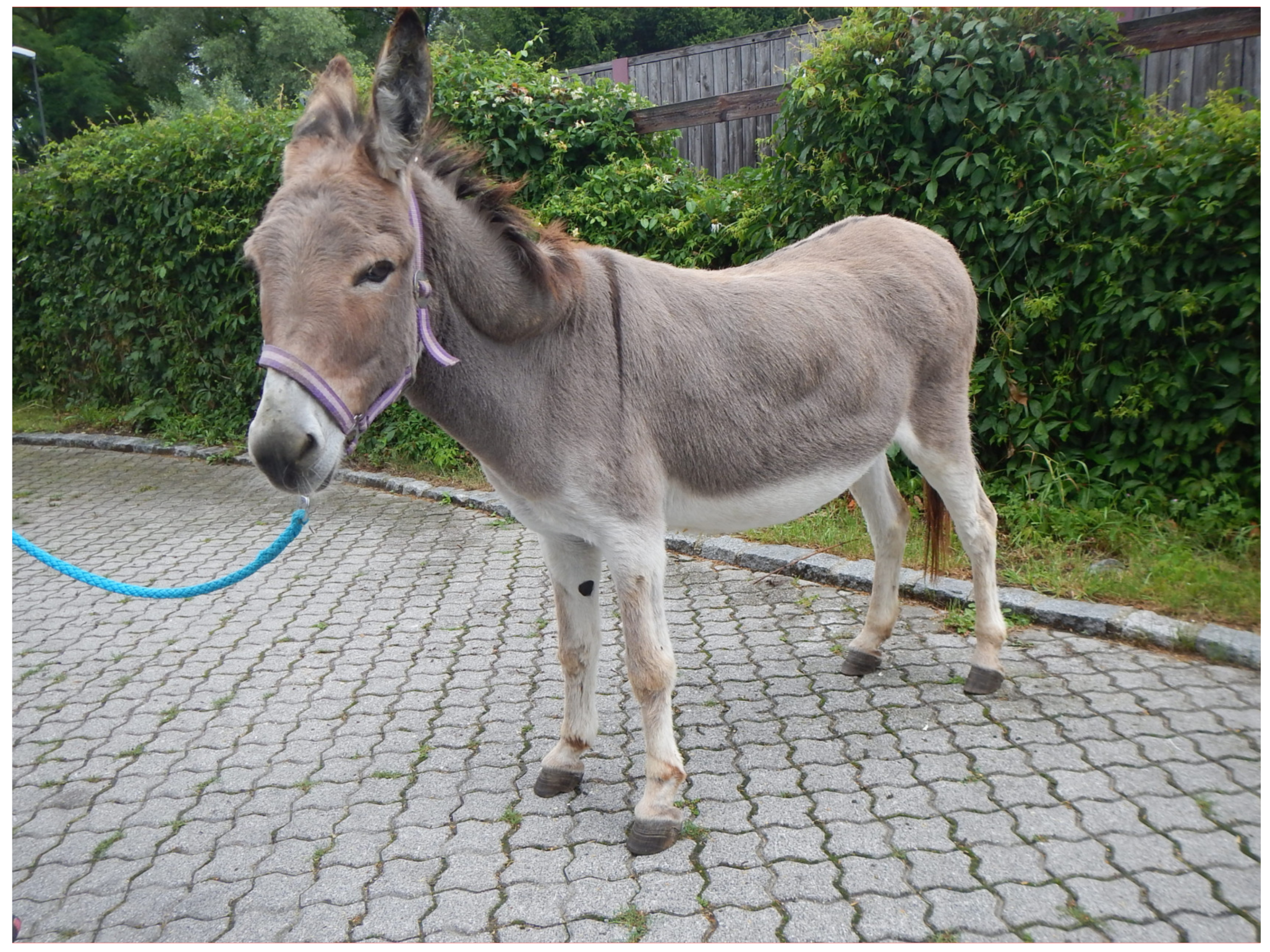 Animals 10 02335 g002 Animals 10 02335 g002