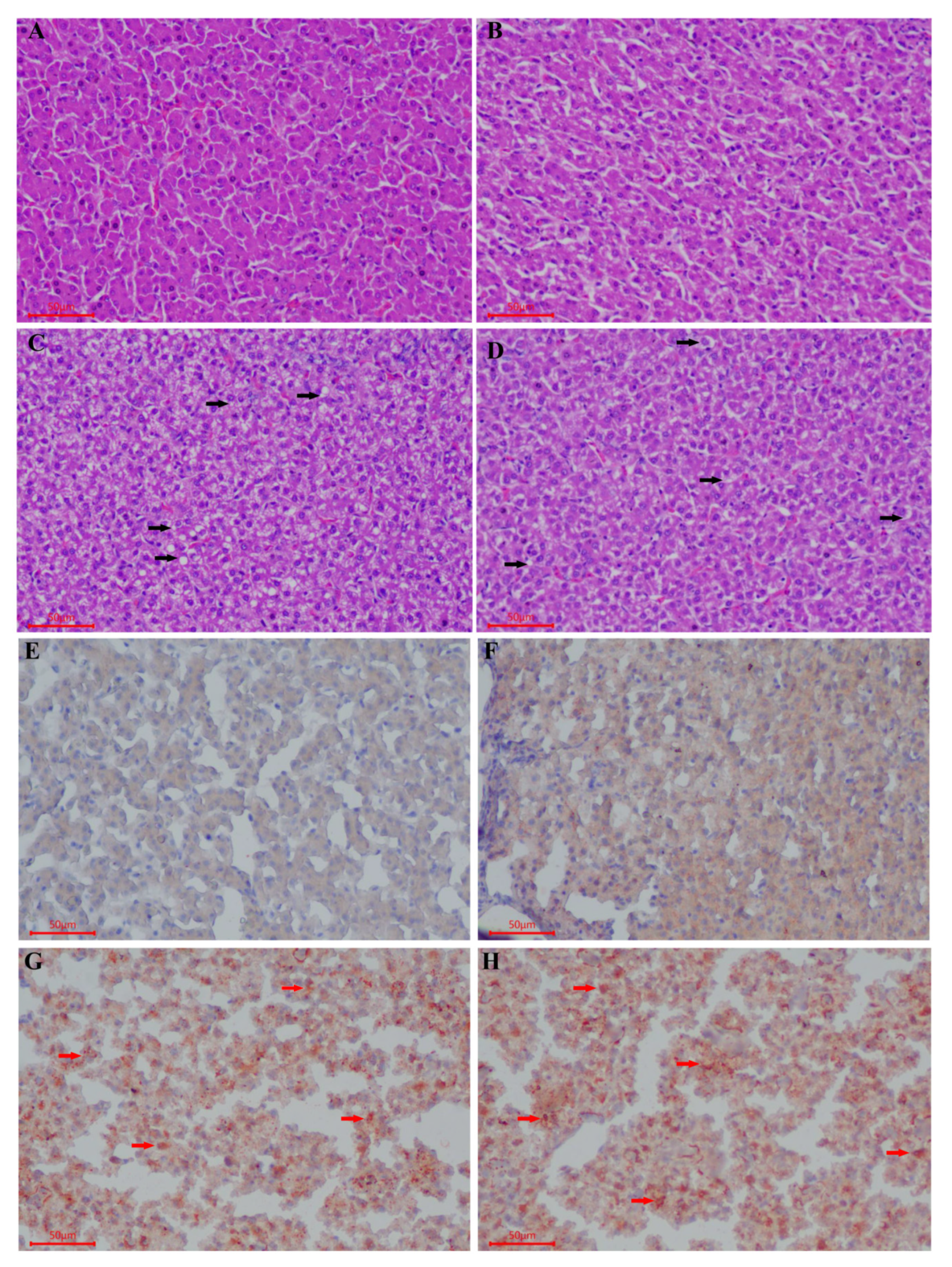 Animals 10 02348 g002