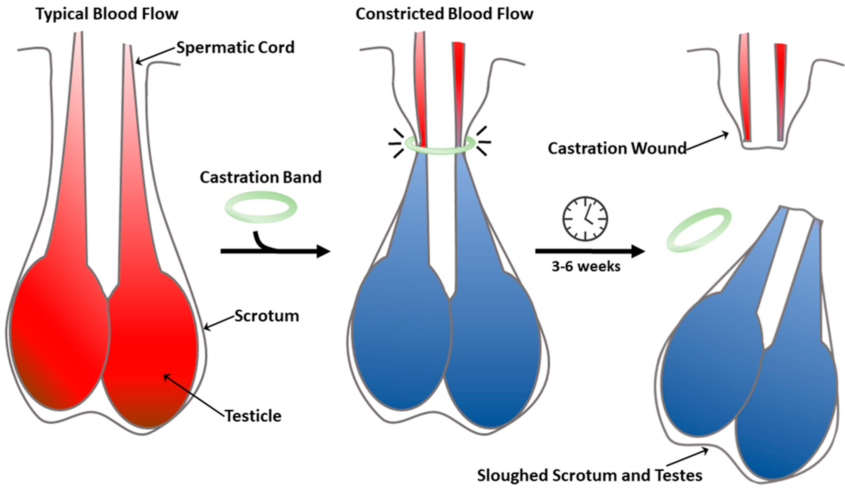 Castration Bands, Castrating Tools