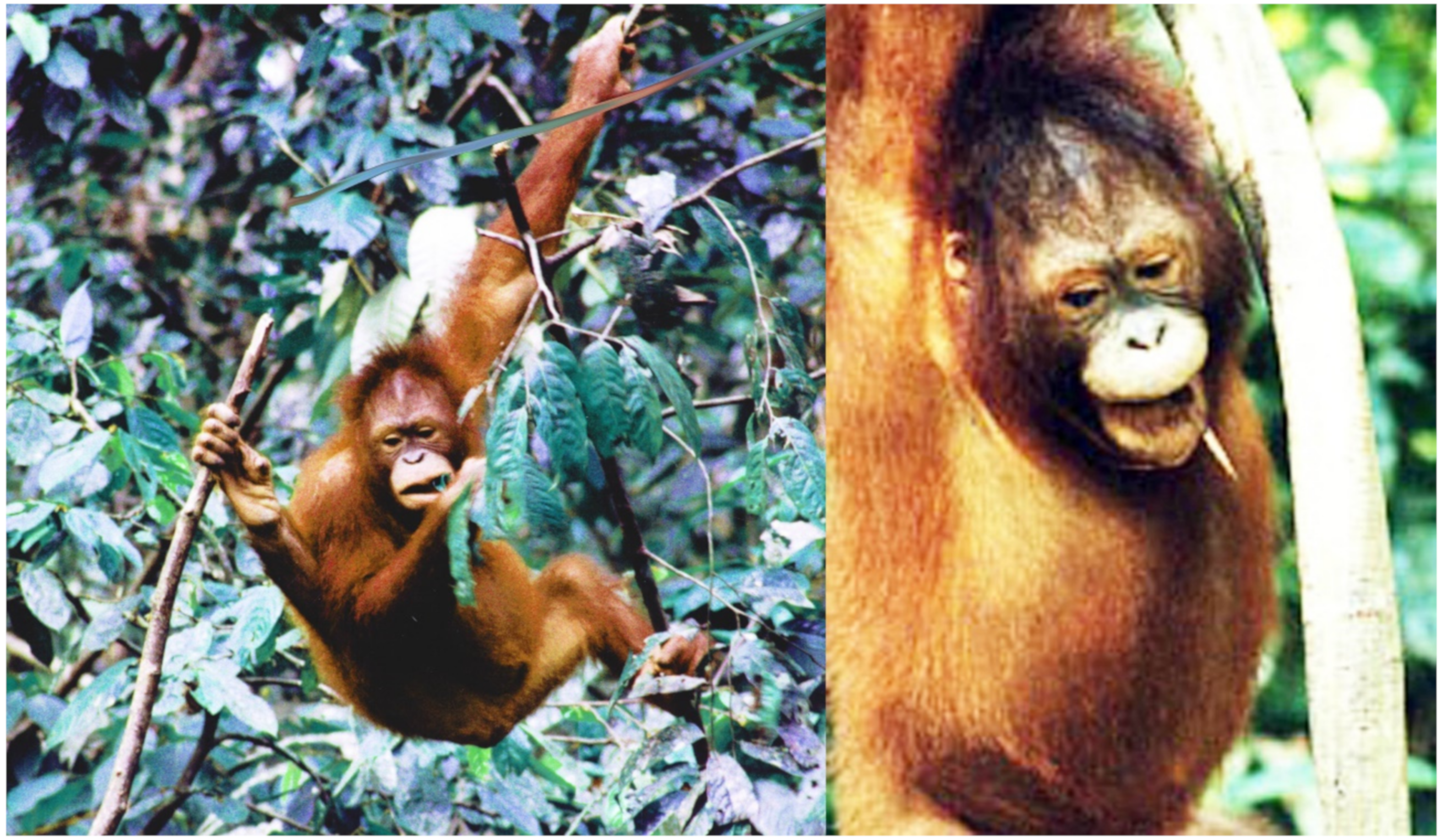 Animals Free Full Text Of Great Apes And Magpies Initiations Into Animal Behaviour Html
