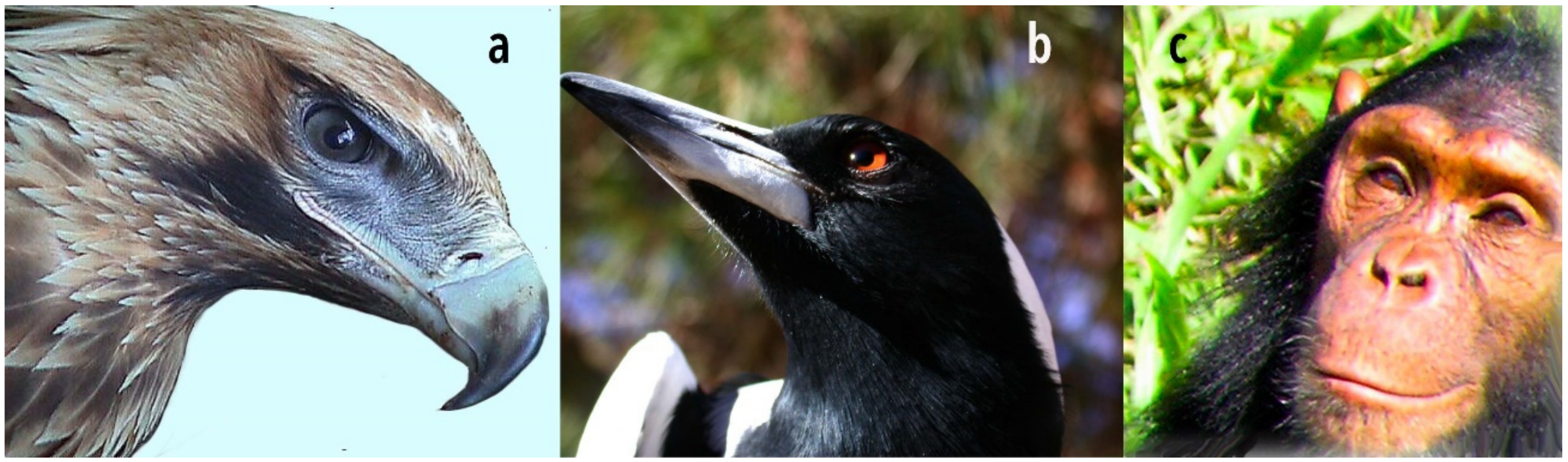 Animals 10 02369 g004