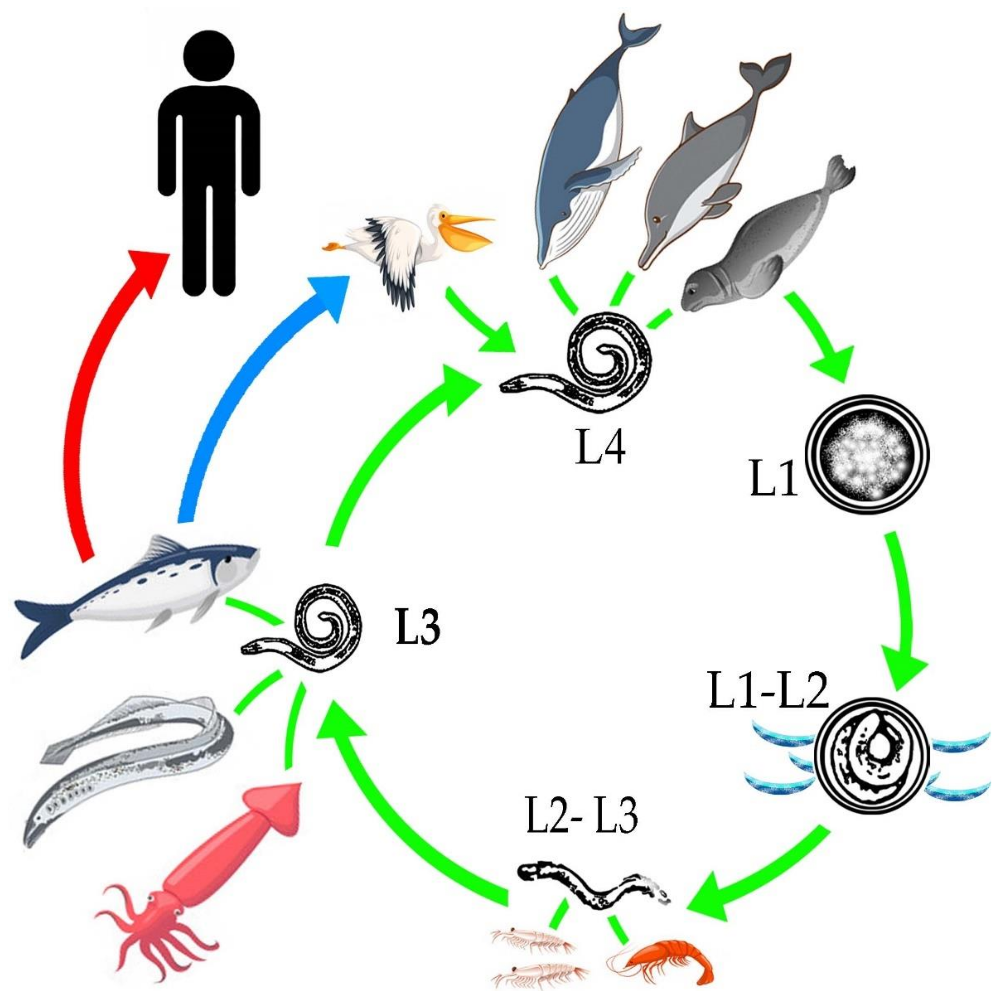 Animals Free Full Text Genera And Species Of The Anisakidae Family And Their Geographical Distribution Html