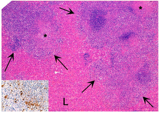 Pathology of Coronavirus Infections: A Review of Lesions in