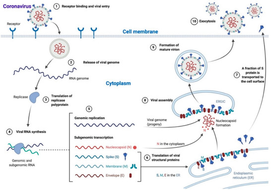Pathology of Coronavirus Infections: A Review of Lesions in