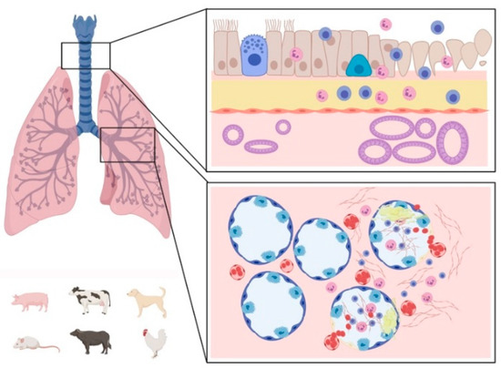 Pathology of Coronavirus Infections: A Review of Lesions in