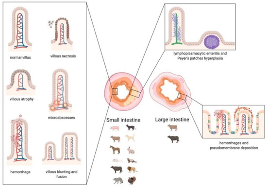 送料無料 通販 ファッション Infections: Coronavirus of Pathology A in Lesions of Review その他