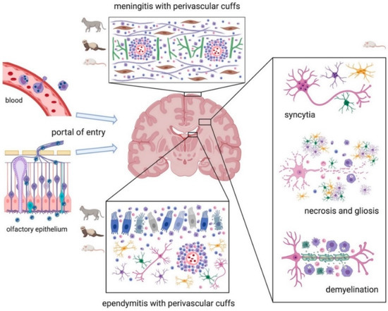 Pathology of Coronavirus Infections: A Review of Lesions in