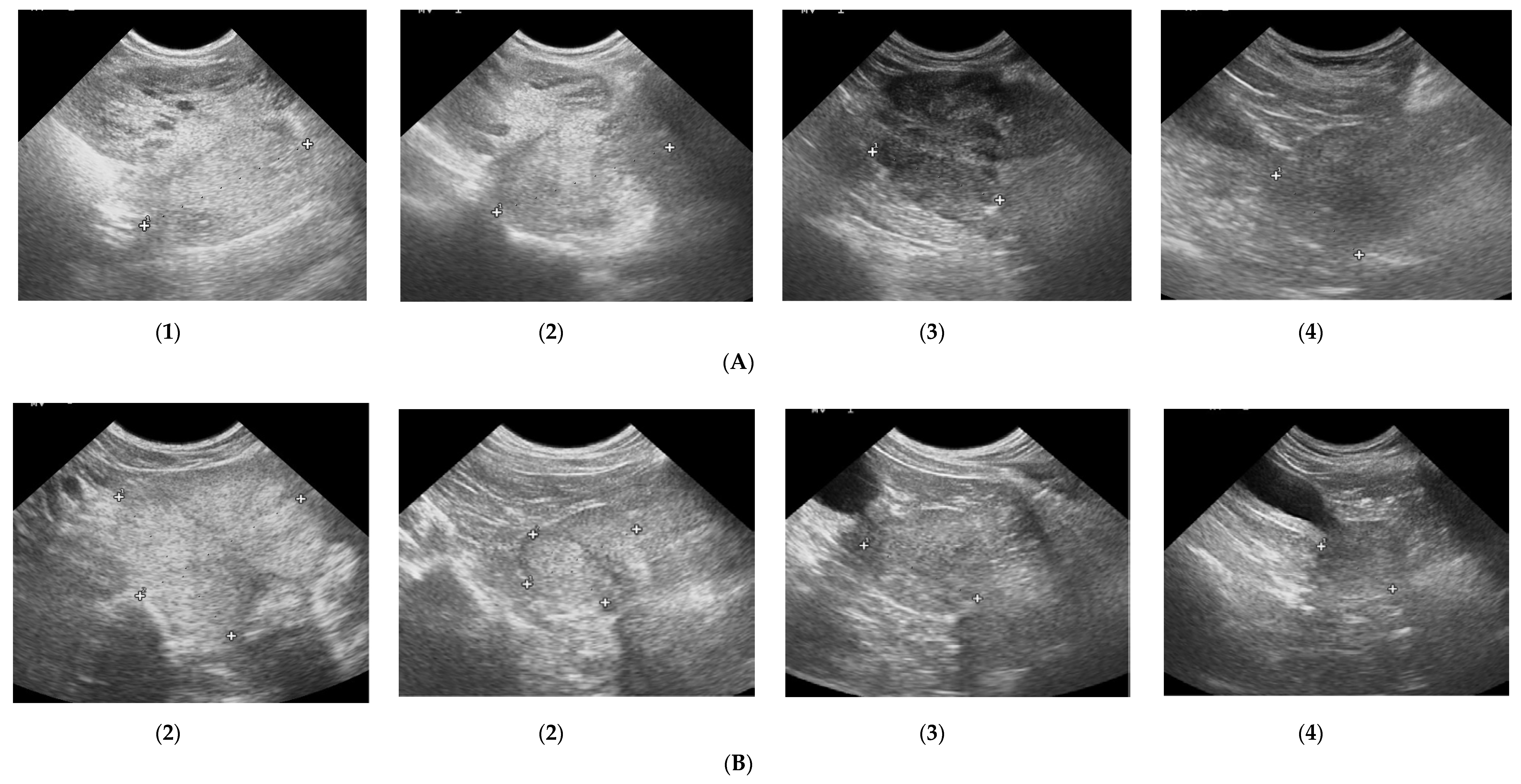 Animals 10 02379 g002